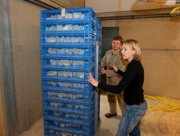 De schone en vieze weg zijn goed gescheiden. De pluimveehouders wachten de kuikens in de stal op. De chauffeur blijft buiten de stal. De vloer voor de stal is voor het uitladen grondig ontsmet om ziekte-insleep te voorkomen.
