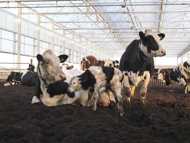 Tijdens de bodembewerking blijven de koeien gewoon rondlopen. Doordat ze wegzakken in de zachte bodem zijn de poten aan de onderkant zwart. Voor de rest zijn de koeien opvallend schoon.
