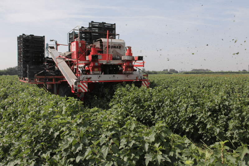 Machinale oogst zwarte bessen