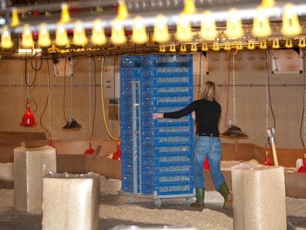 Voordat de kuikens in de stal komen is de stal ontsmet, opgewarmd en voorzien van stofarme houtkrullen.