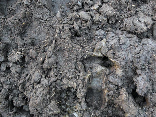 Koecomfort in optima forma: liggen hoe en waar je maar wilt. Let op de uier; ondanks het compostbed zijn de koeien erg schoon.