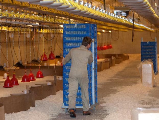 De vrachtwagen met de eendagskuikens is geheel dicht en geconditioneerd. De pluimveehouders hebben in overleg met broederij Lagerwey gekozen voor Ross-kuikens die vanuit het Limburgse Roermond naar het Gelderse Hengelo komen.