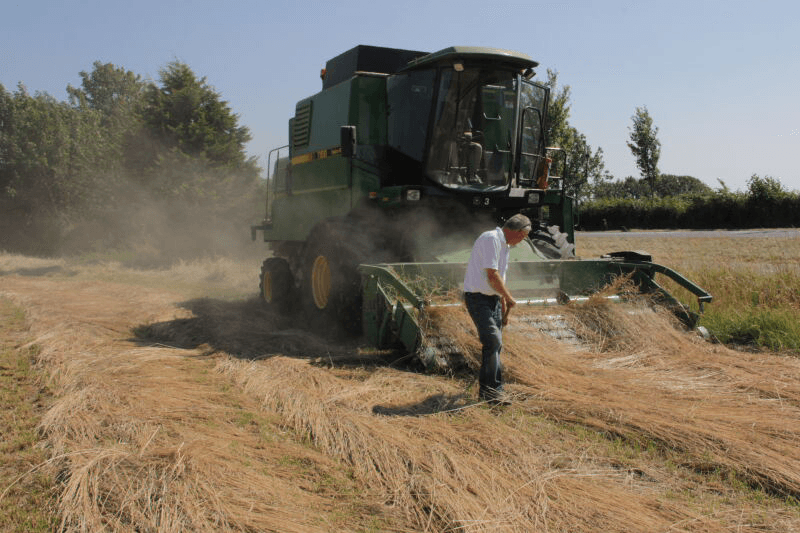 Eerste graszaad voor de regen binnen