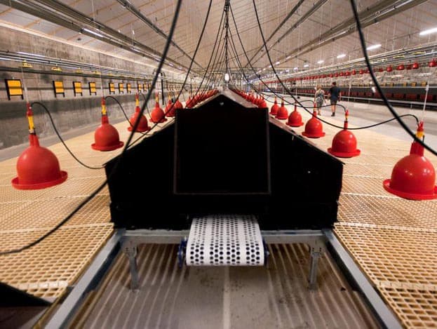 De stal is gebouwd door Altez Noord. De zijwanden zijn van prefab beton met een steenmotief. Het dak is van golfplaten en aan de binnenzijde met 10 centimeter isolatie bedekt. Deze isolatieplaten zijn platen van één lengte, van boven naar beneden, zodat er alleen bevestigingslatten van boven naar beneden gemonteerd zijn. Een dwarslat is niet nodig en dat is heel handig bij het schoonmaken. Tevens is de stal zo gegarandeerd vrij van leklucht, zodat de ventilatie goed functioneert.
