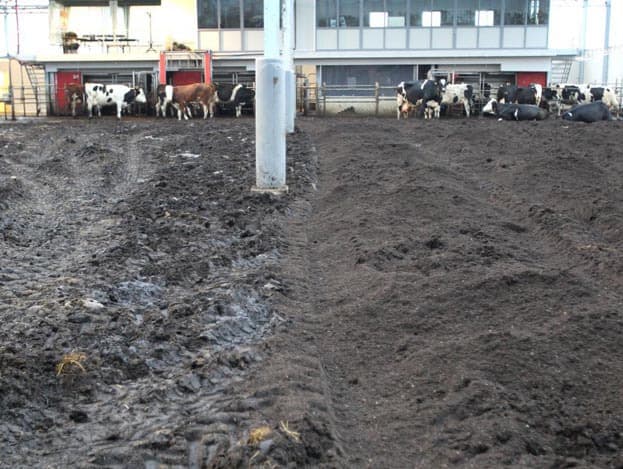 Een duidelijk verschil in bodemkwaliteit. Links is de bodem voor spitten, rechts erna. De toplaag is dusdanig los dat de koeien er zo n 20 centimeter in wegzakken.