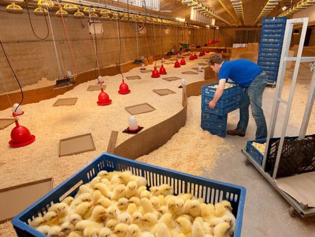 Boven de kuikens hangen gaskappen die de kuikens verwarmen met behulp van propaangas. De gaskappen zorgen ervoor dat de temperatuur boven de kuikens rond de 34 graden is. In de gehele stal is de temperatuur rond de 24 graden. Een voordeel van de gaskappen is dat niet de hele stal opgewarmd hoeft te worden.