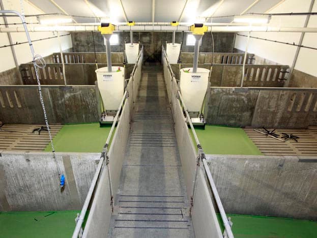 De varkens in de nieuwe stal krijgen droogvoer toegediend. De overige varkens op het bedrijf krijgen brijvoer.  Ik vind het financiële voordeel van brijvoer te klein. Daarbij vind ik het voeren van brijvoer, met inkopen en uitzoeken, een extra tak van sport. Het is niet mijn hobby. Mijn focus ligt bij de zeugen", aldus Van Bussel, die het afgelopen jaar 30 biggen per zeug grootbracht. Van Bussel is benieuwd naar het verschil in voerkosten.  De ene helft zit straks op droogvoer en de andere helft op brijvoer. Zo kan ik goed vergelijken."
