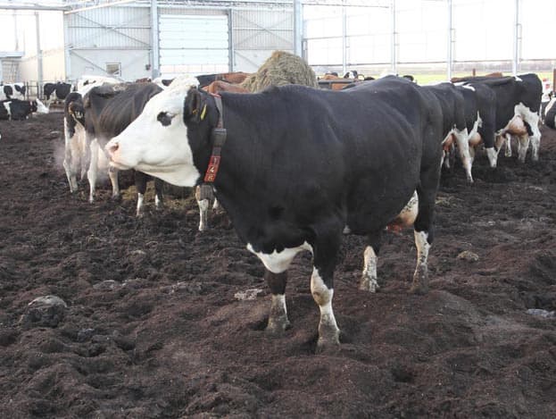 Voor in de stal is een seperatieruimte voor behandeling en inseminatie. De koeien komen hier vanuit de robotruimte via een selectiepoort.
