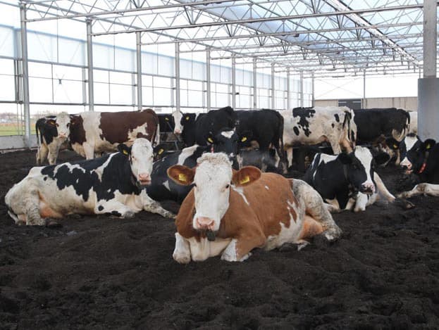 De bodem is ondanks het natte weer vanaf augustus niet te nat. De bovenste 30 centimeter is vochtig, maar daaronder is de compost gewoon droog. Havermans heeft in november de stal geploegd om de droge laag naar boven te brengen. Dat deed hij puur om te zien wat voor effect dat op het geheel heeft.