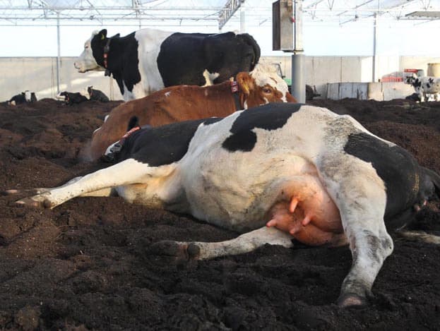 Eveneens voor in de stal heeft Havermans een deel afgezet voor droge koeien en kalfkoeien. De kalfjes worden gewoon in dit deel geboren.