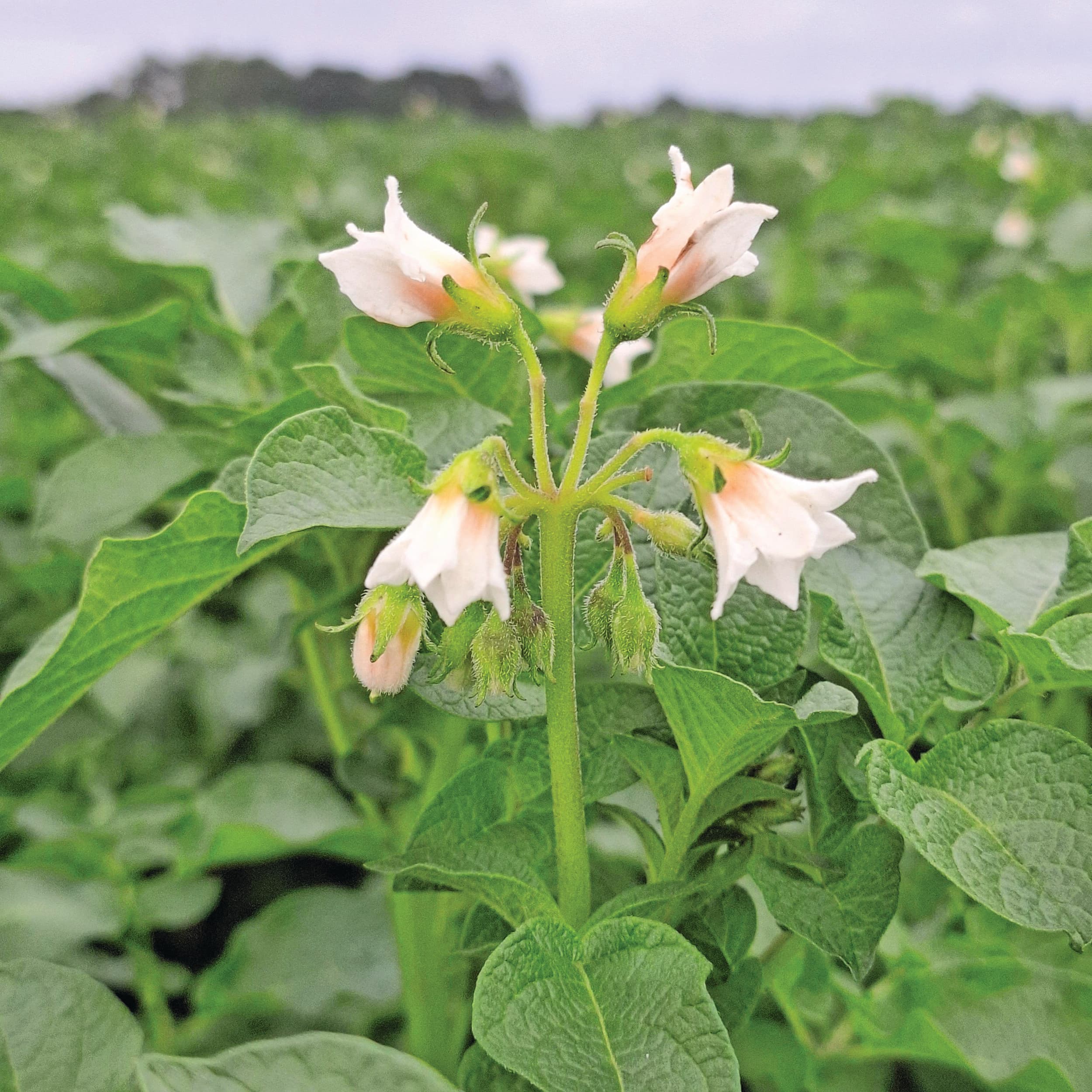 Een sterke internationale vraag en het beschikken over de juiste maatvoering waren redenen voor het succes van Agrico. Foto: Tonnis van der Veen