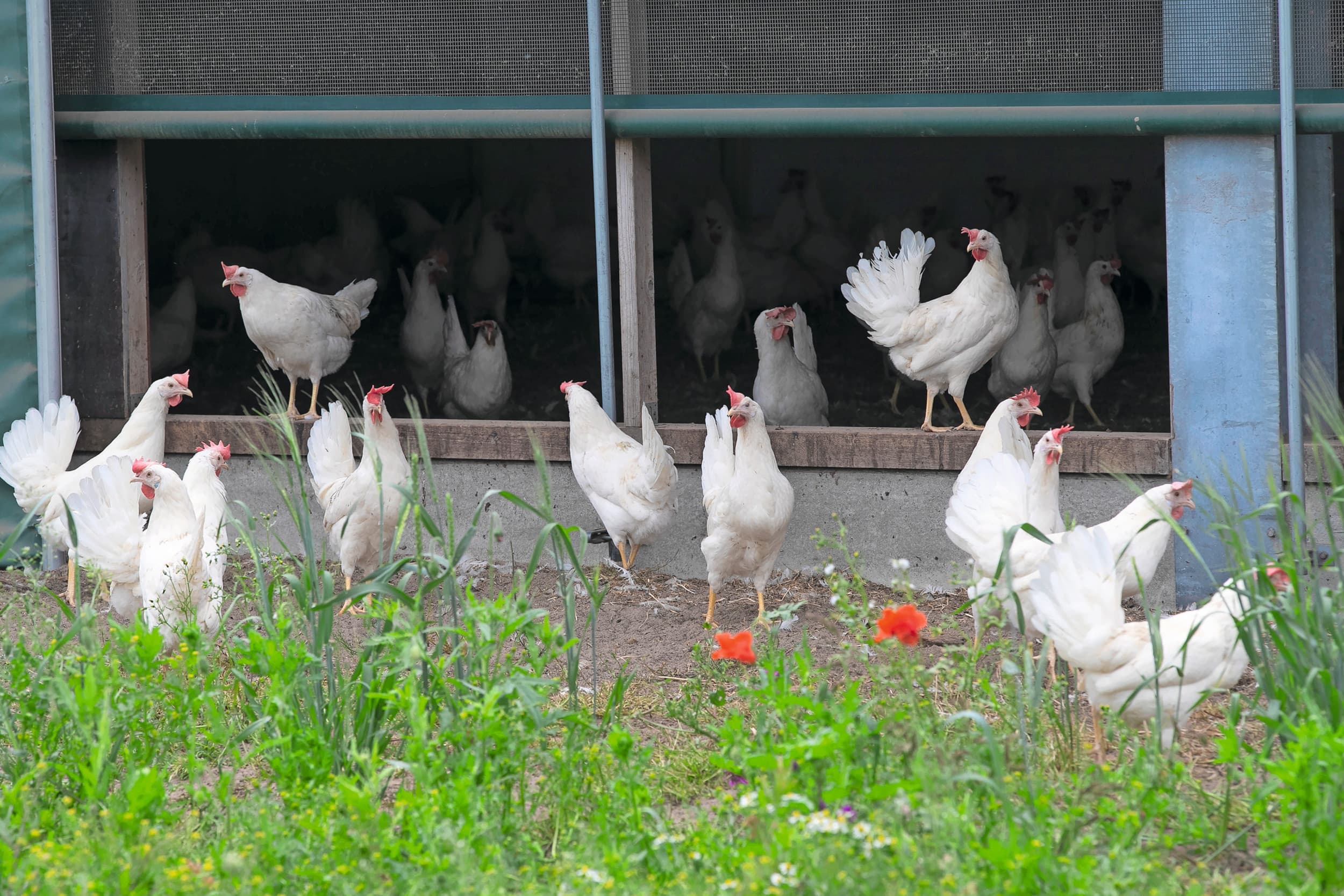 pluimveesector vogelgriep