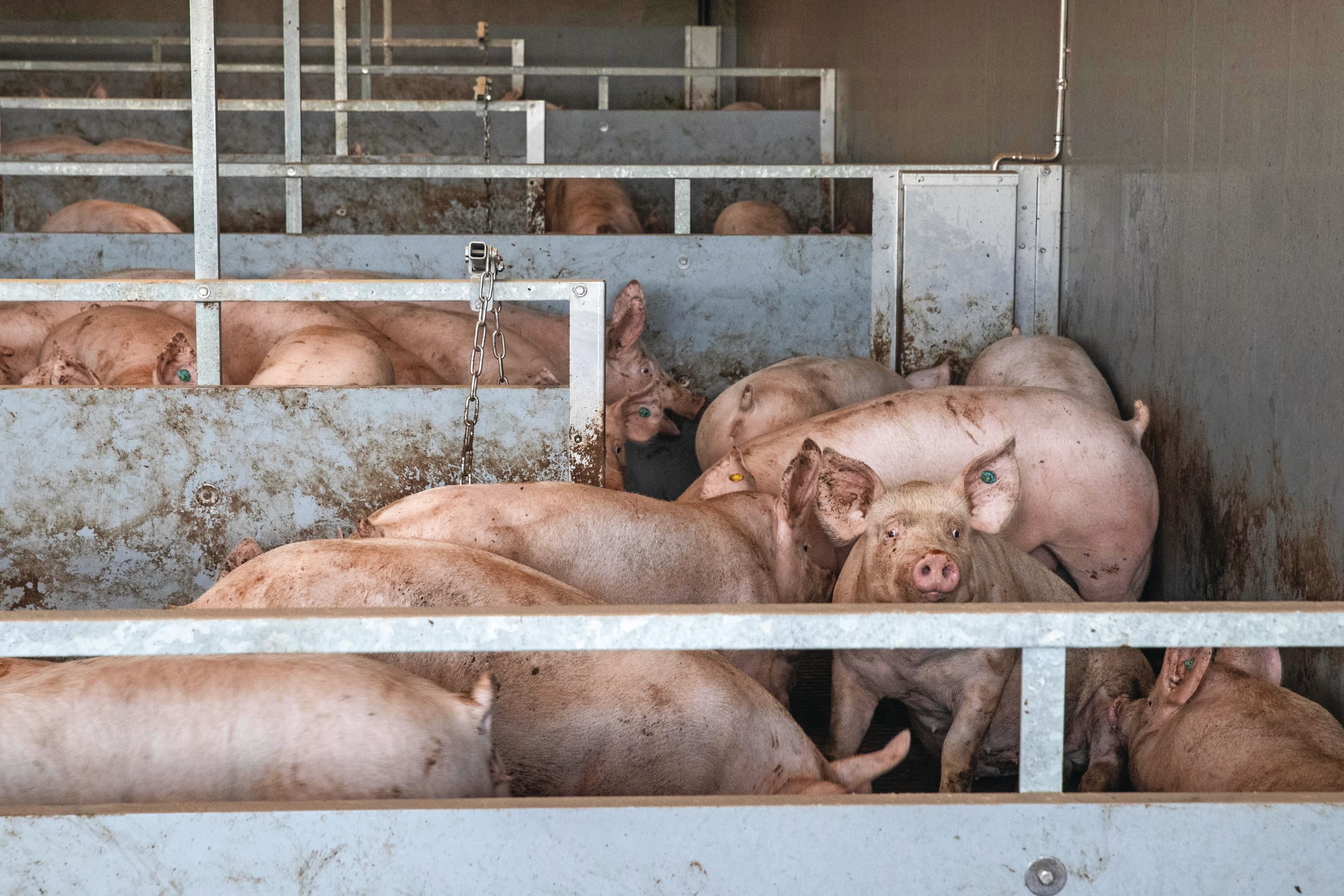 De groei bij vleesvarkens stijgt onder andere door genetische vooruitgang, inzet van groeivarkens en het mesten van beren. Dankzij beter management en hogere gezondheid benutten varkenshouders de potentie ook echt. Foto: Ronald Hissink