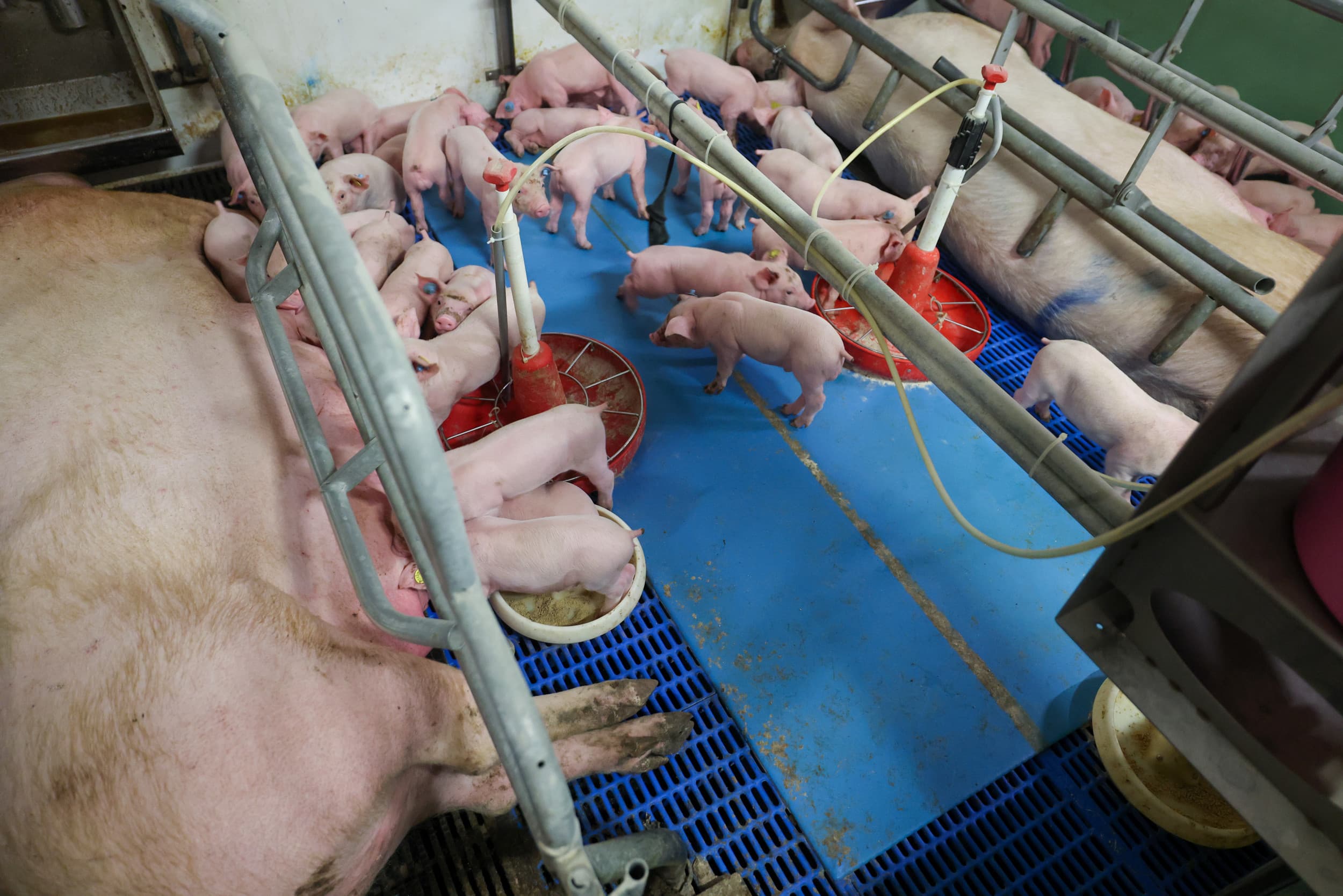 Een manier om biggen vóór spenen aan elkaar te laten wennen, is het maken van dubbeltomen. Daarbij worden twee hokken samengevoegd met nog een derde koppel erbij. Het is vooral een oplossing voor overtollige biggen en gaat ook samen met het bijvoeren van kunstmelk. Foto: Bert Jansen