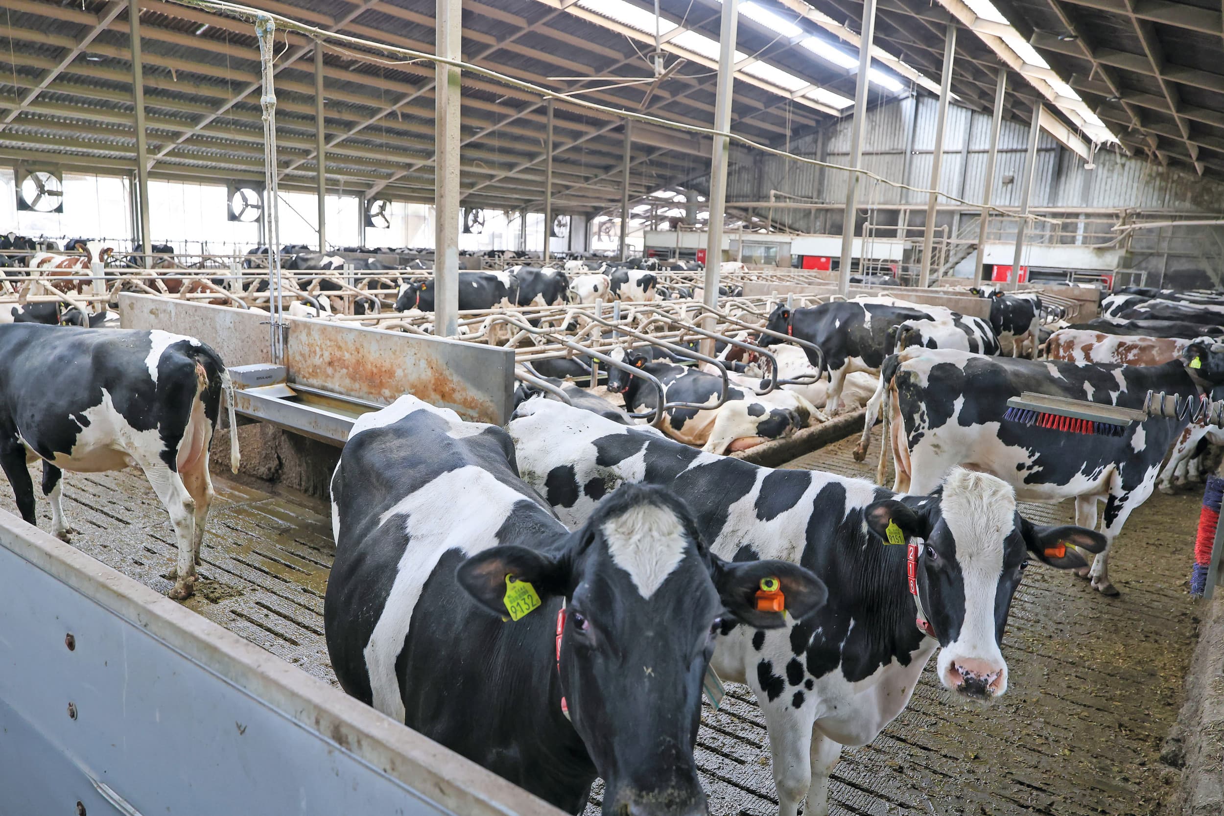 De vanzelfsprekendheid van groei staat onder druk. Uitbreiden is duur en lastig door vergunningstrajecten of beperkingen. Bovendien draagt extra productie maar beperkt bij aan het rendement. Foto: Bert Jansen