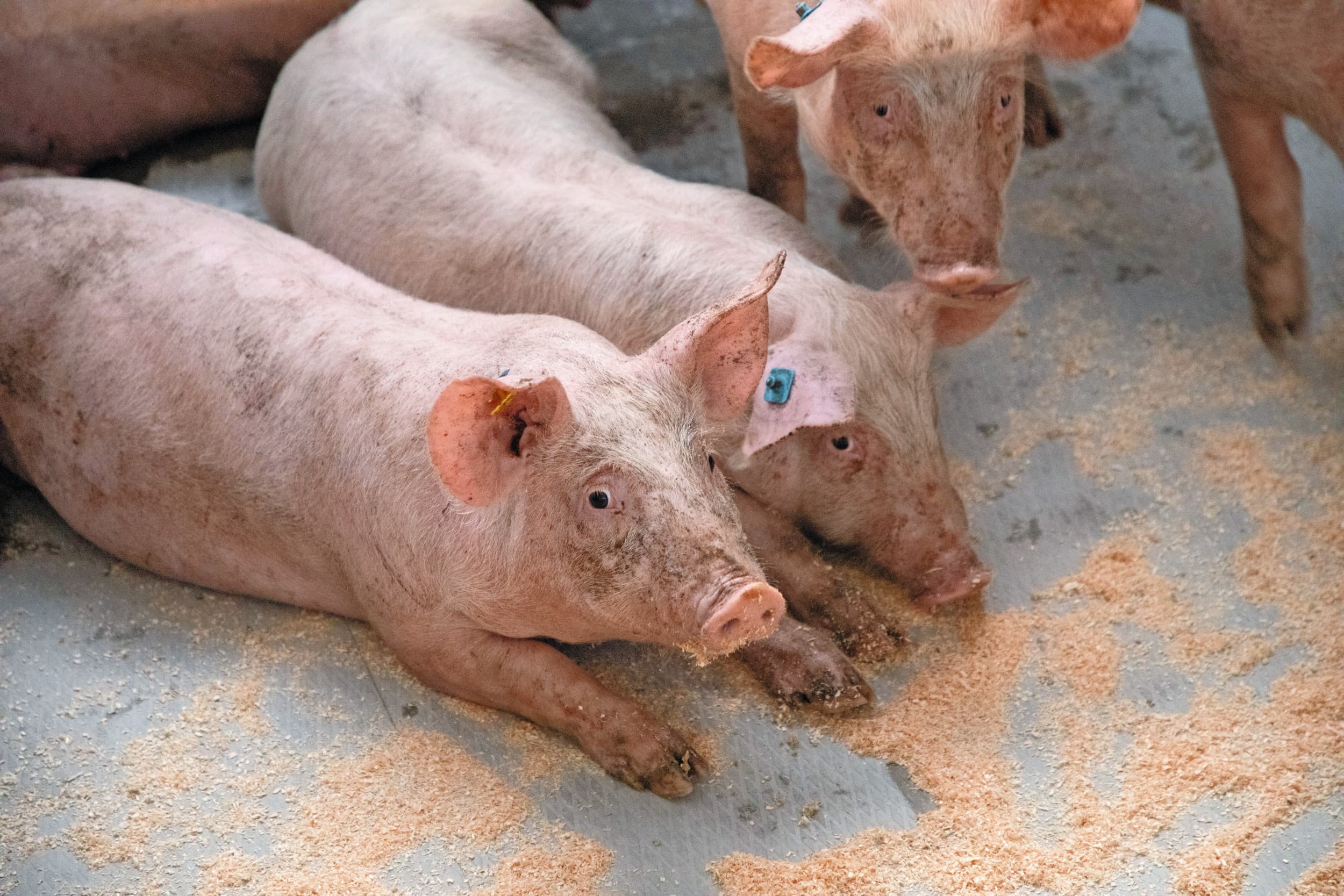 Varkenshouders in alle typen bedrijven realiseren gemiddeld goede voerwinsten. Toch blijft het rendement in de vleesvarkenshouderij over de jaren heen wat achter. Dat kan vooral problemen geven bij bedrijfsontwikkeling. Foto: Herbert Wiggerman