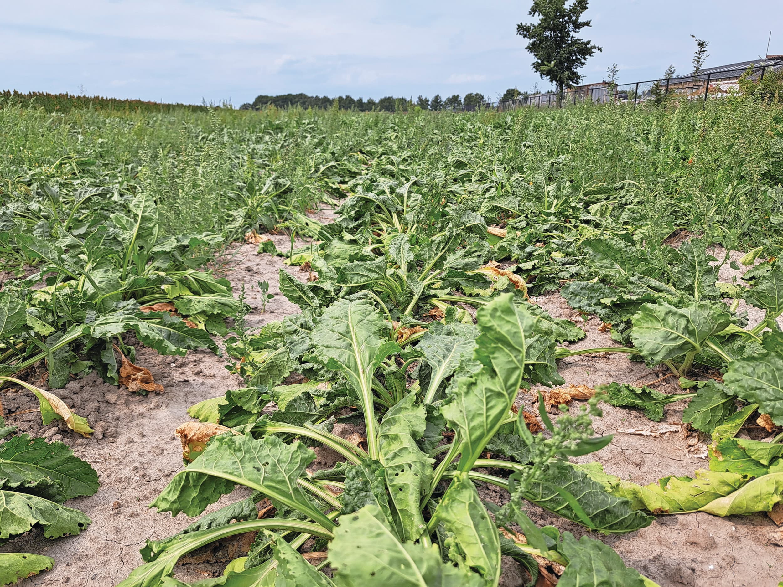 Suikerbieten in Zeeland kampen met droogte. Foto: Misset