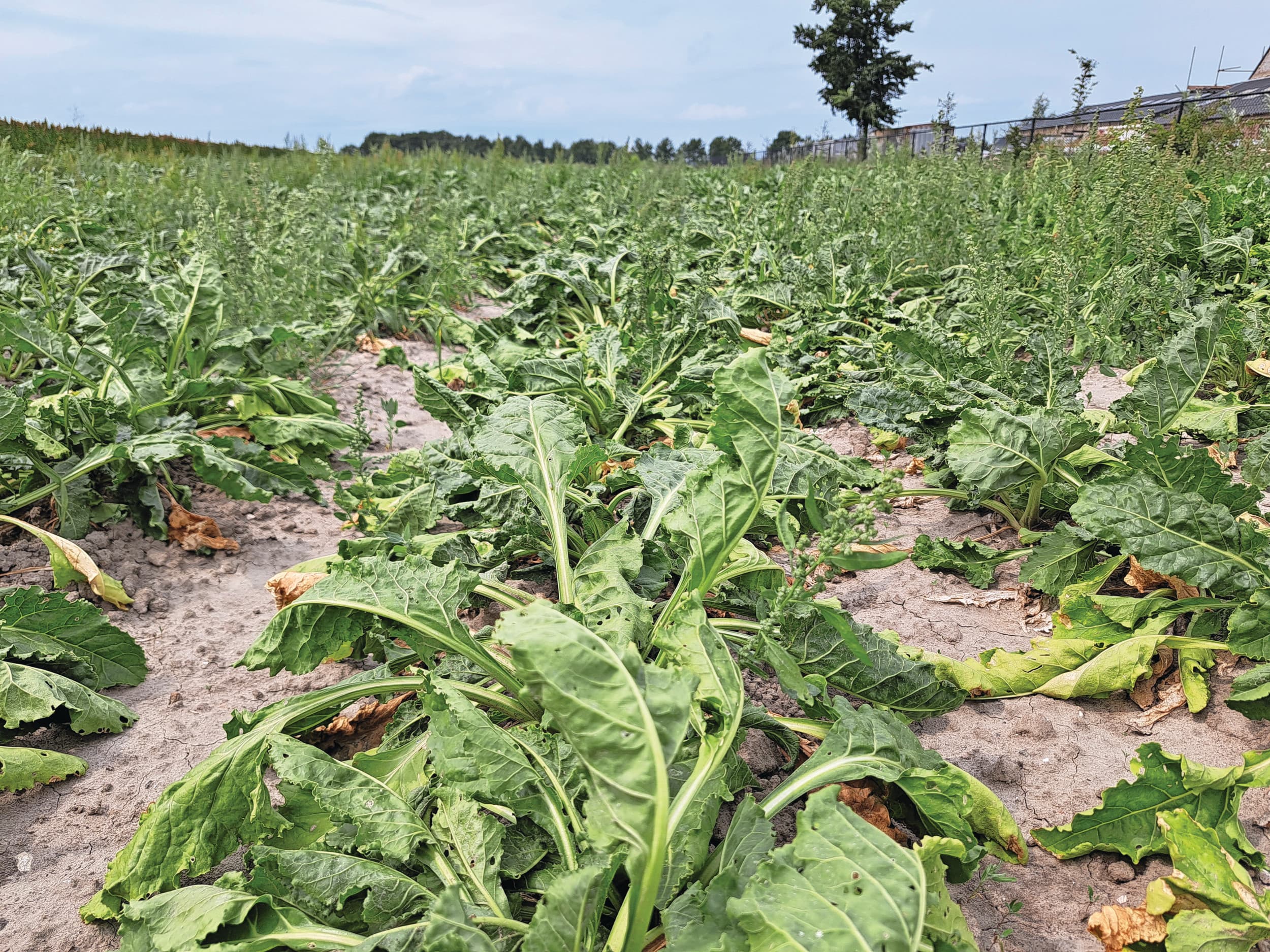 Suikerbieten gaan gebukt onder droogte. Foto: Mariska Vermaas