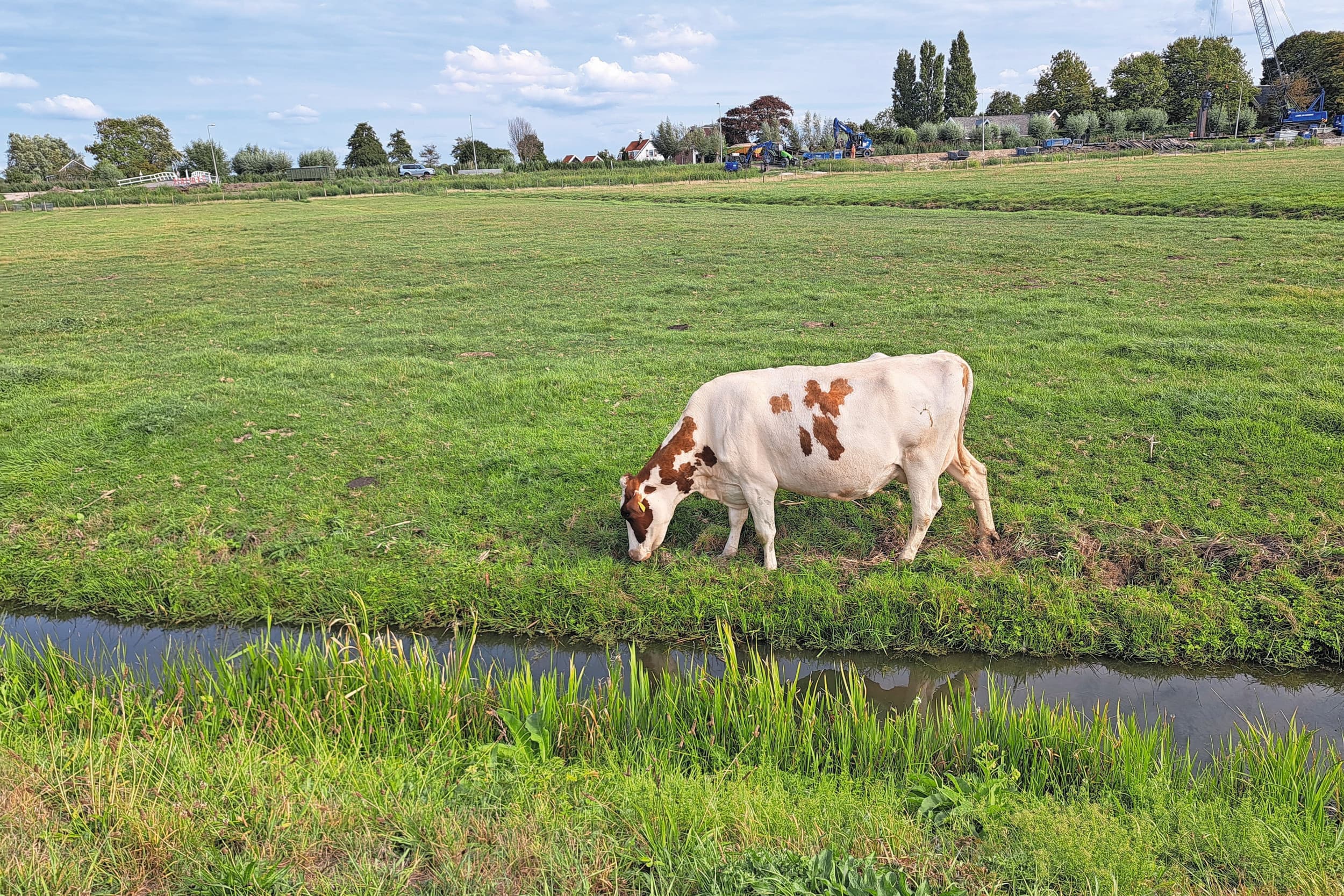 Hoewel de nieuwe GLB-voorstellen ruimte bieden om het areaal blijvend grasland verder te verkleinen, blijft minister Wiersma zich inzetten voor het behoud ervan. Foto: Boerderij