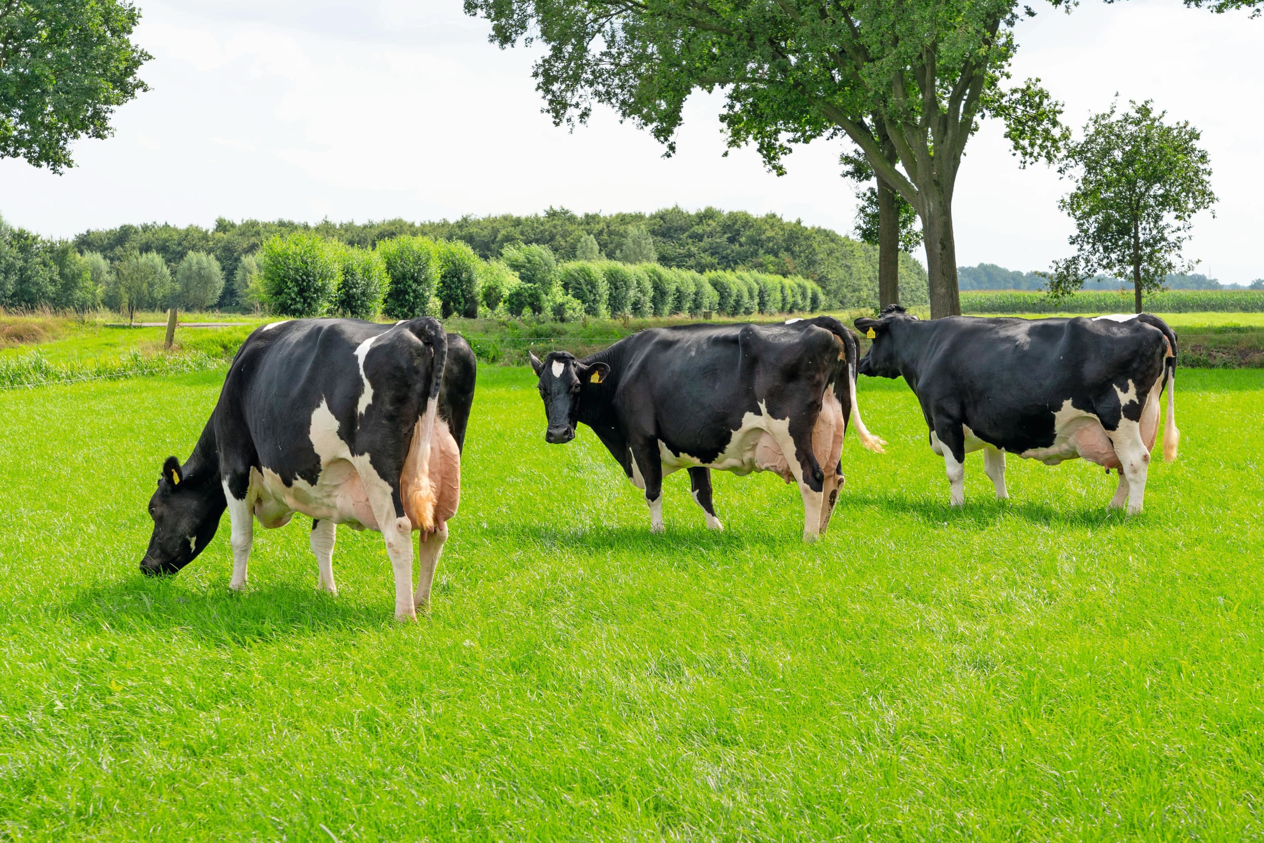 fokkerij melkveehouderij stieren