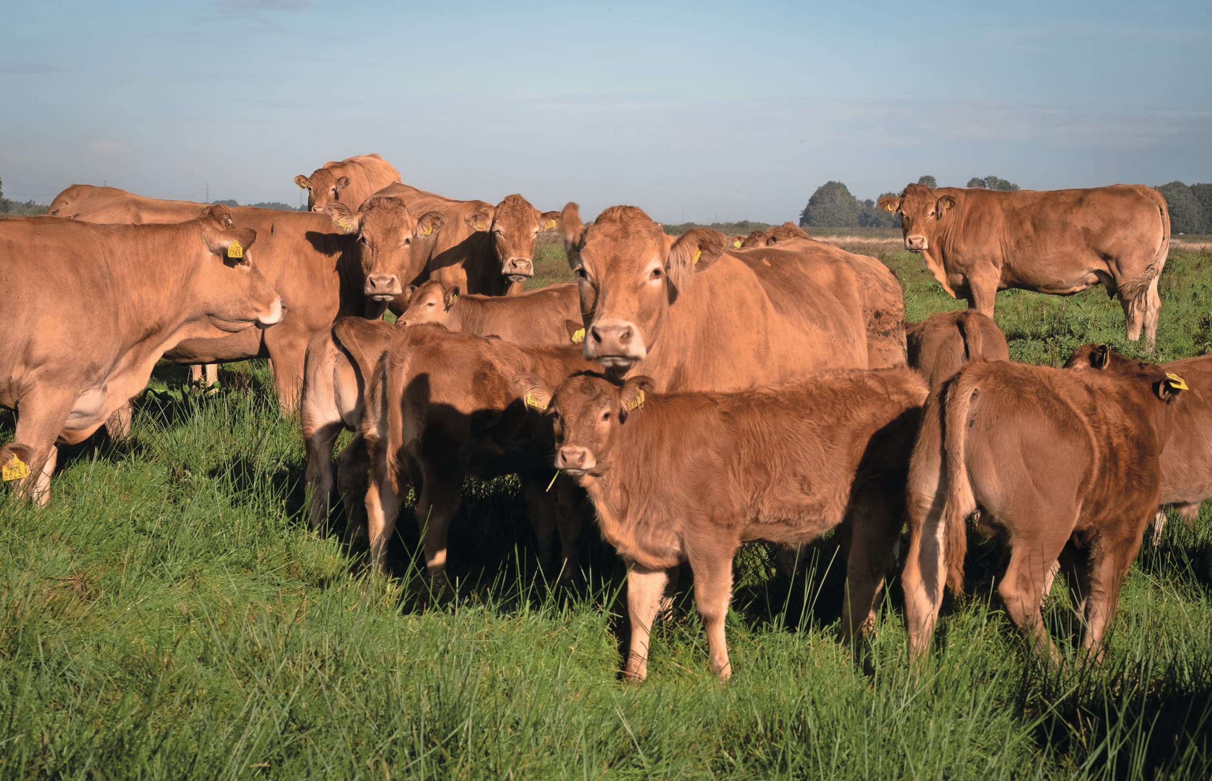 Zoogkoeien grazen in natuurgebied de Onlanden. Foto: Jan Willem van Vliet