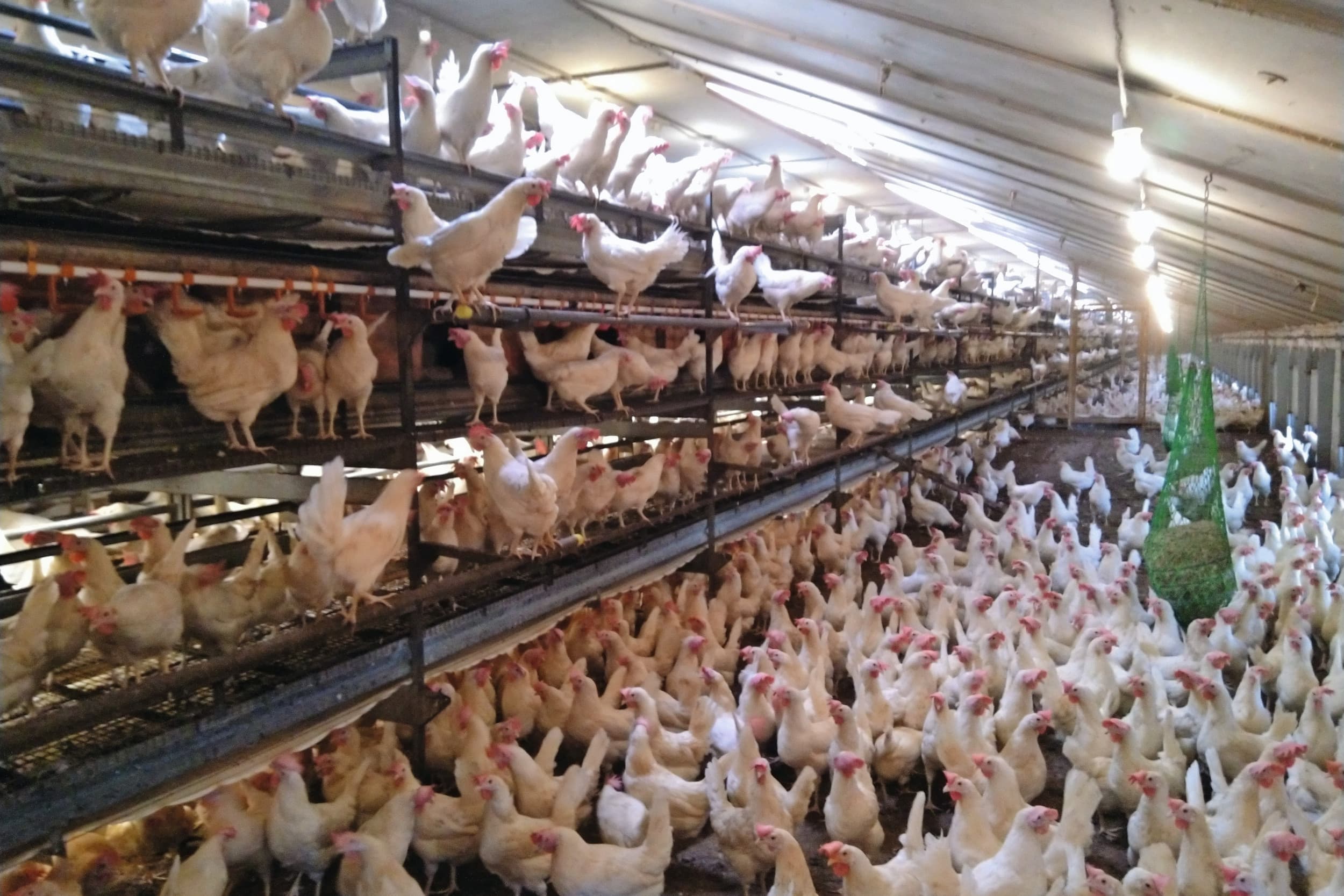 convenant dierwaardige pluimveehouderij