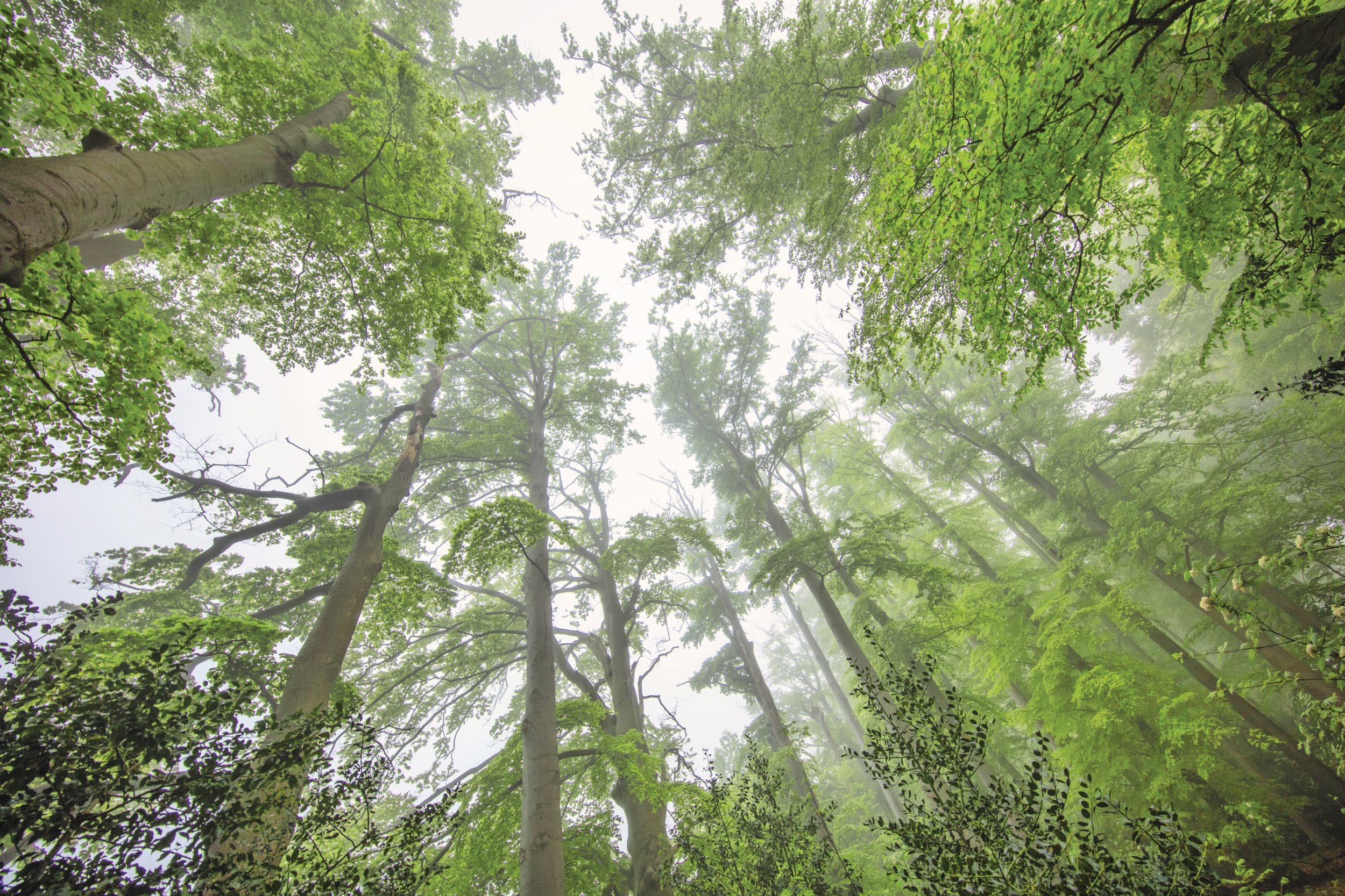 Noord-Holland moet een natuurnetwerk van zo'n 56.500 hectare inrichten. Foto: ANP
