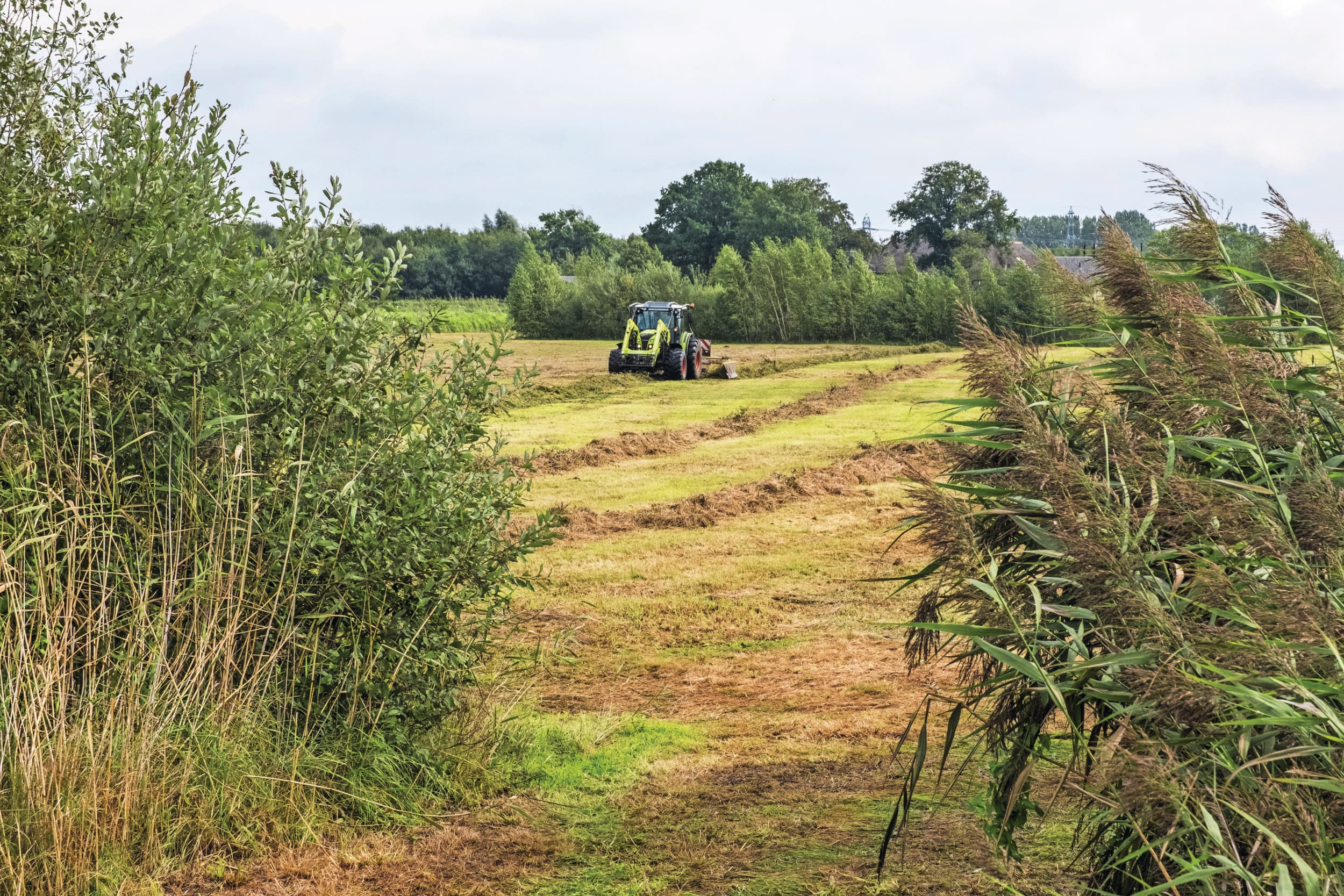 Natuurbeheer op agrarische gronden op terrein van Staatsbosbeheer. Foto: ANP
