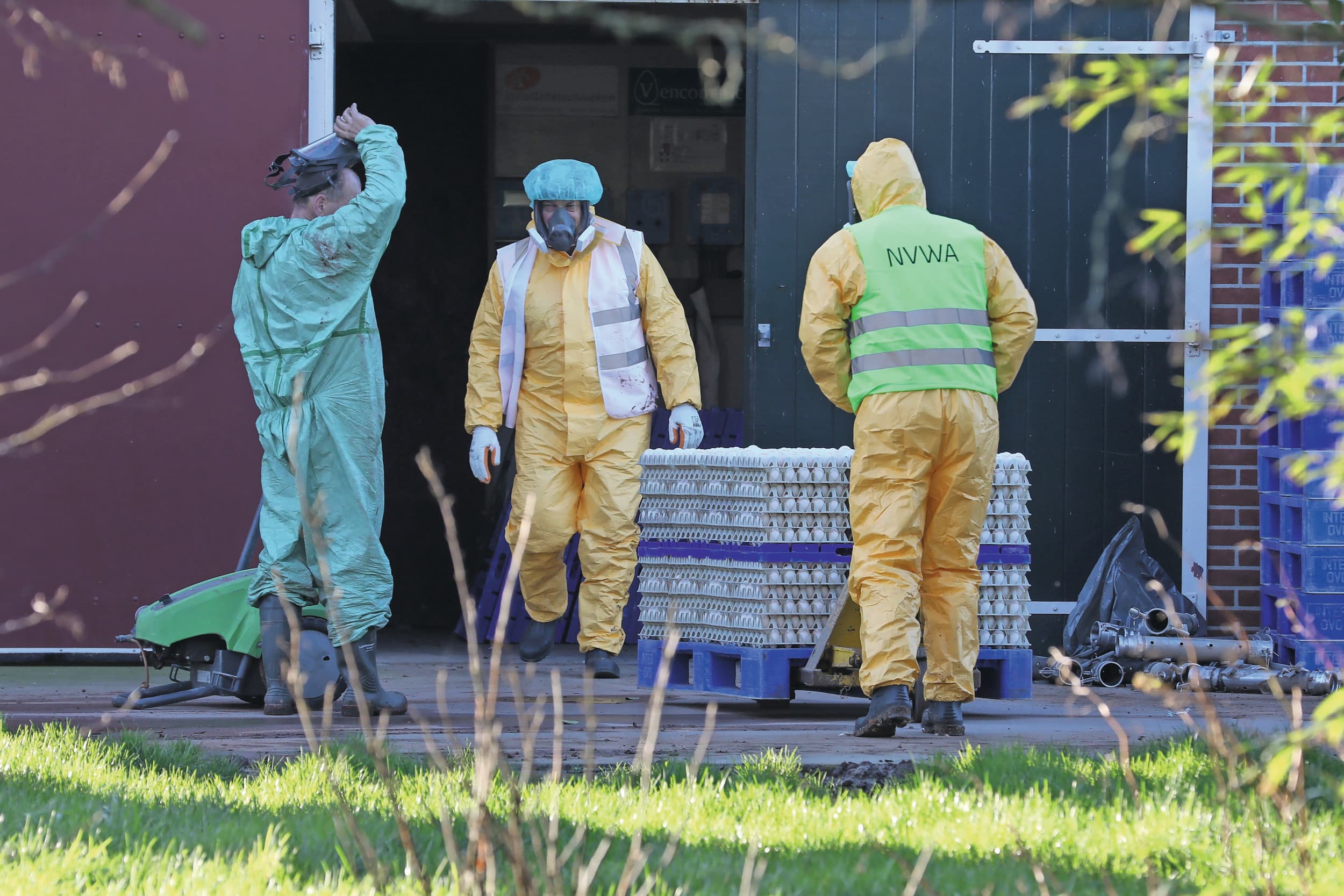 Ruiming van een pluimveebedrijf vanwege vogelgriep. Foto: ANP