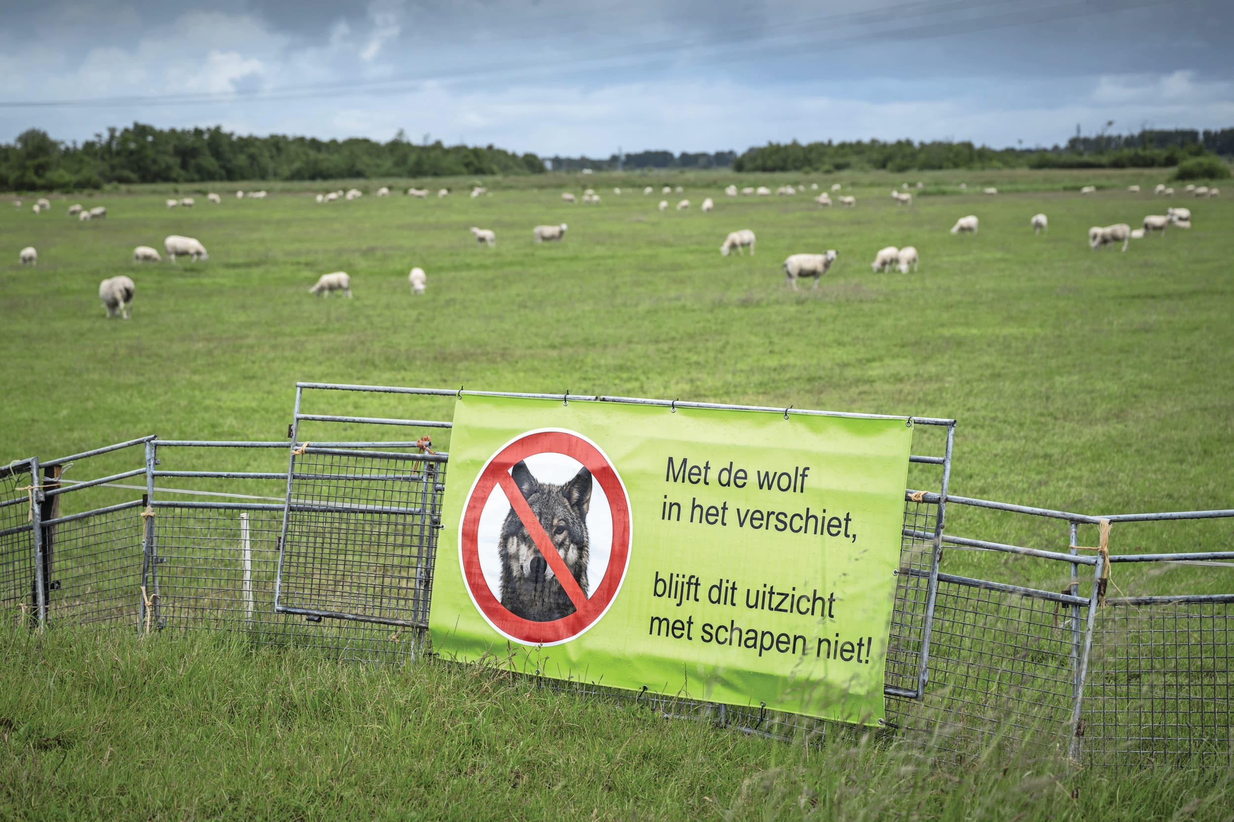 Een protestspandoek bij een wei met schapen. Foto: ANP