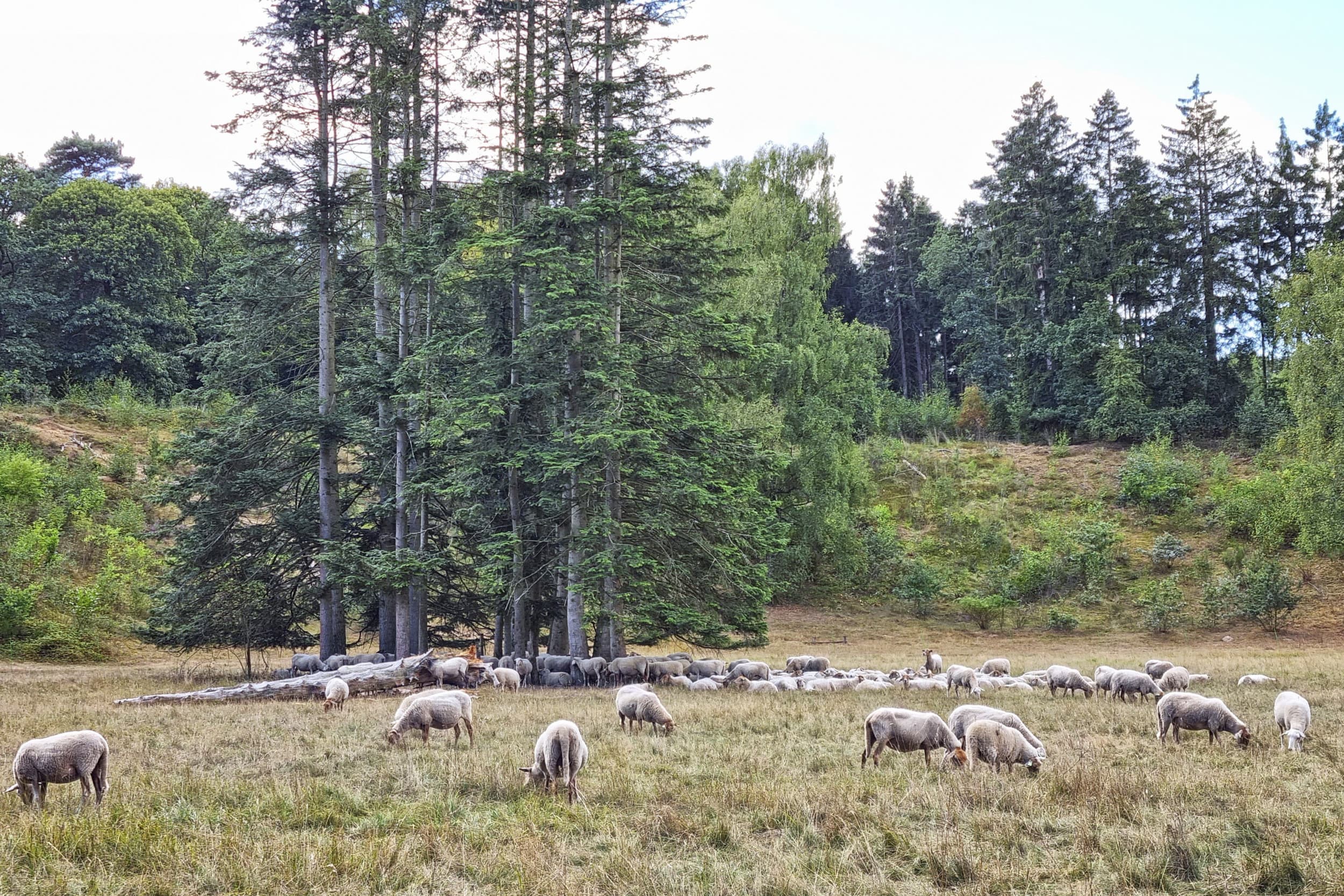 Het kabinet trekt €2,6 miljard extra uit voor de stikstofaanpak. Geld gaat naar doelsturing, innovatie, uitkoop, natuurherstel en gebiedsmaatregelen. Foto: ANP