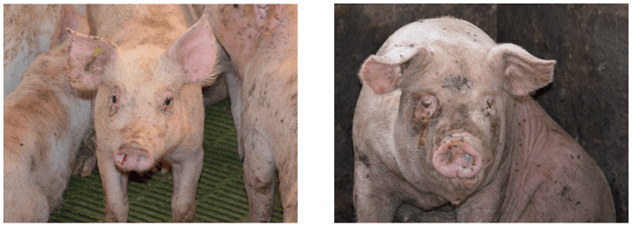 Afbeelding 3. Klinisch beeld van PAR. Links: een gespeende big met een bloedspoor in het rechterneusgat. Rechts: een vleesvarken met scheve neus door aantasting van het neustussenschot.