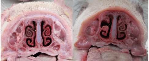 Dwarsdoorsnede van de neus van gespeende biggen met zichtbare letsels aan meerdere neusschelpen, aangeduid met ↑ (Bron: Bordetella project, Royal GD - HIPRA, 2023).