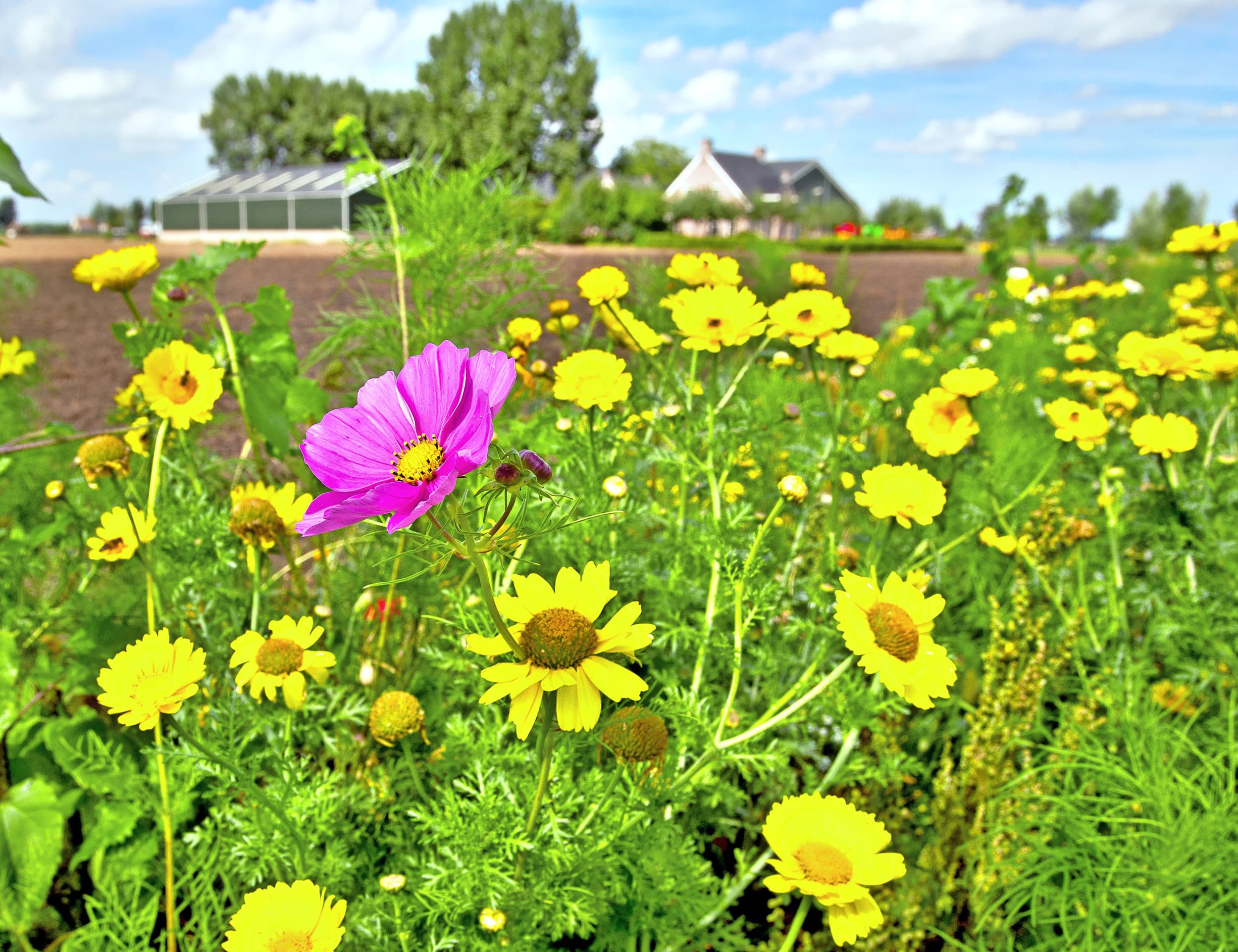 Bloemrijke akkerrand. Akkerbouwers zetten steeds vaker in op natuurlijke plaagbestrijding, bijvoorbeeld met bloemrijke akkerranden. Foto: Peter Roek