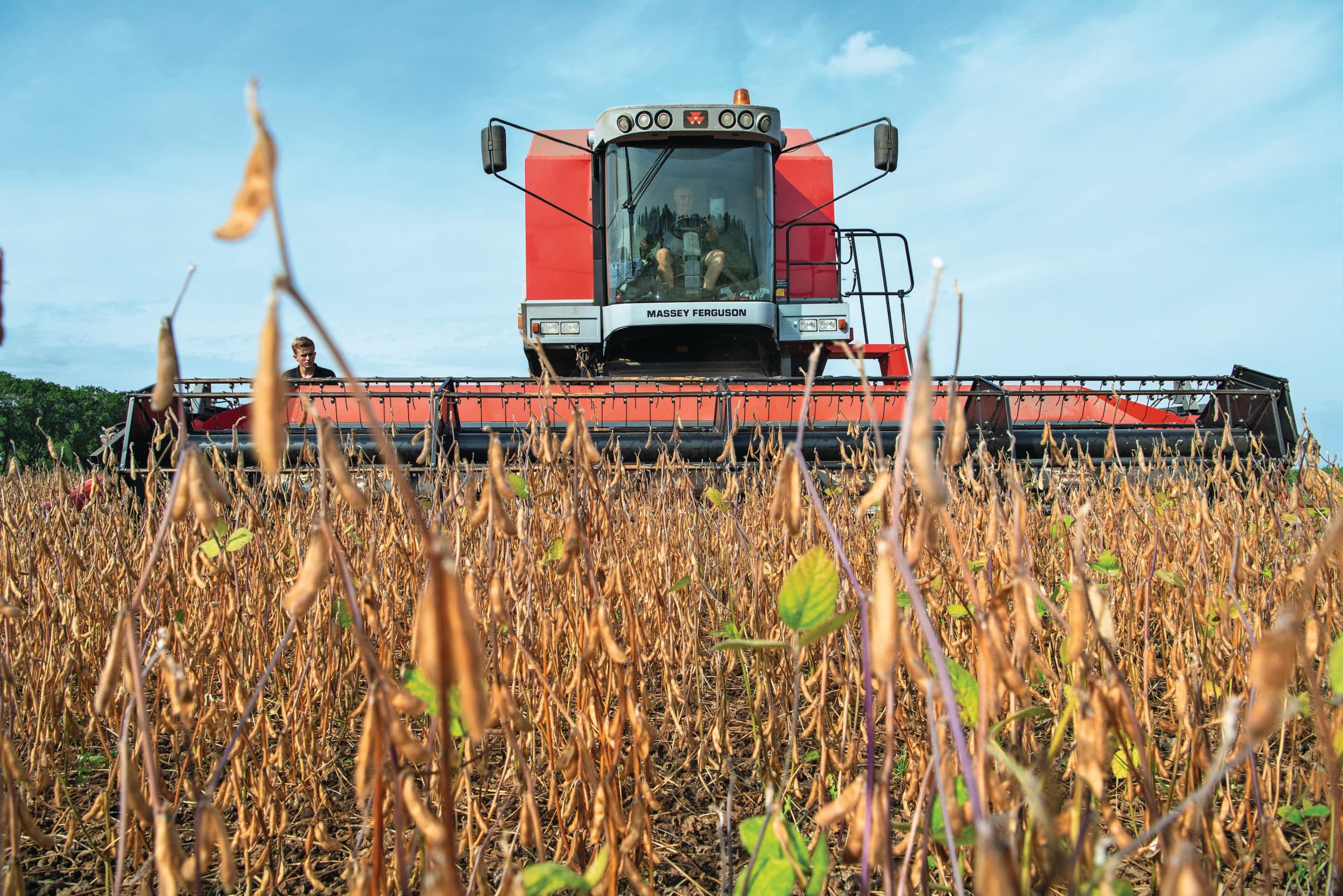 Oogst van Nederlandse sojabonen. Nederland had vorig jaar nog geen 100 hectare van dit gewas. In de Europese Unie is het areaal rond 1,1 miljoen hectare. Foto: Cor Salverius