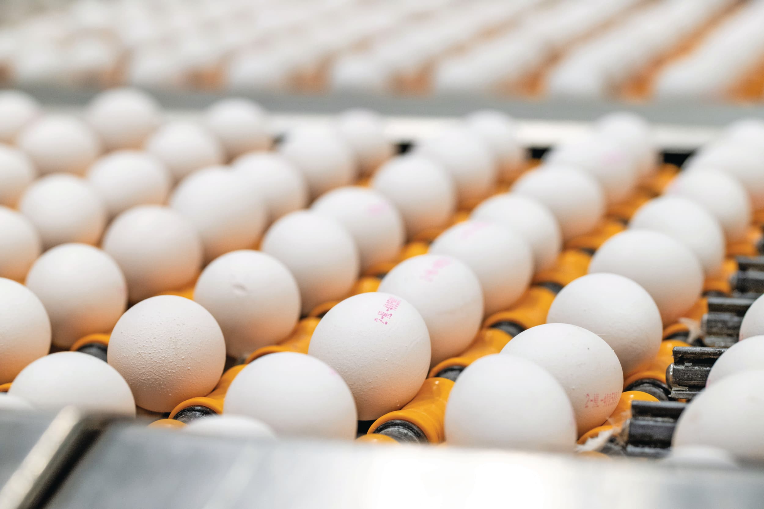 Eieren in een pakstation. Vooral de Europese pluimveesector is bang voor goedkope import uit Oekraïne. Foto: Cor Salverius