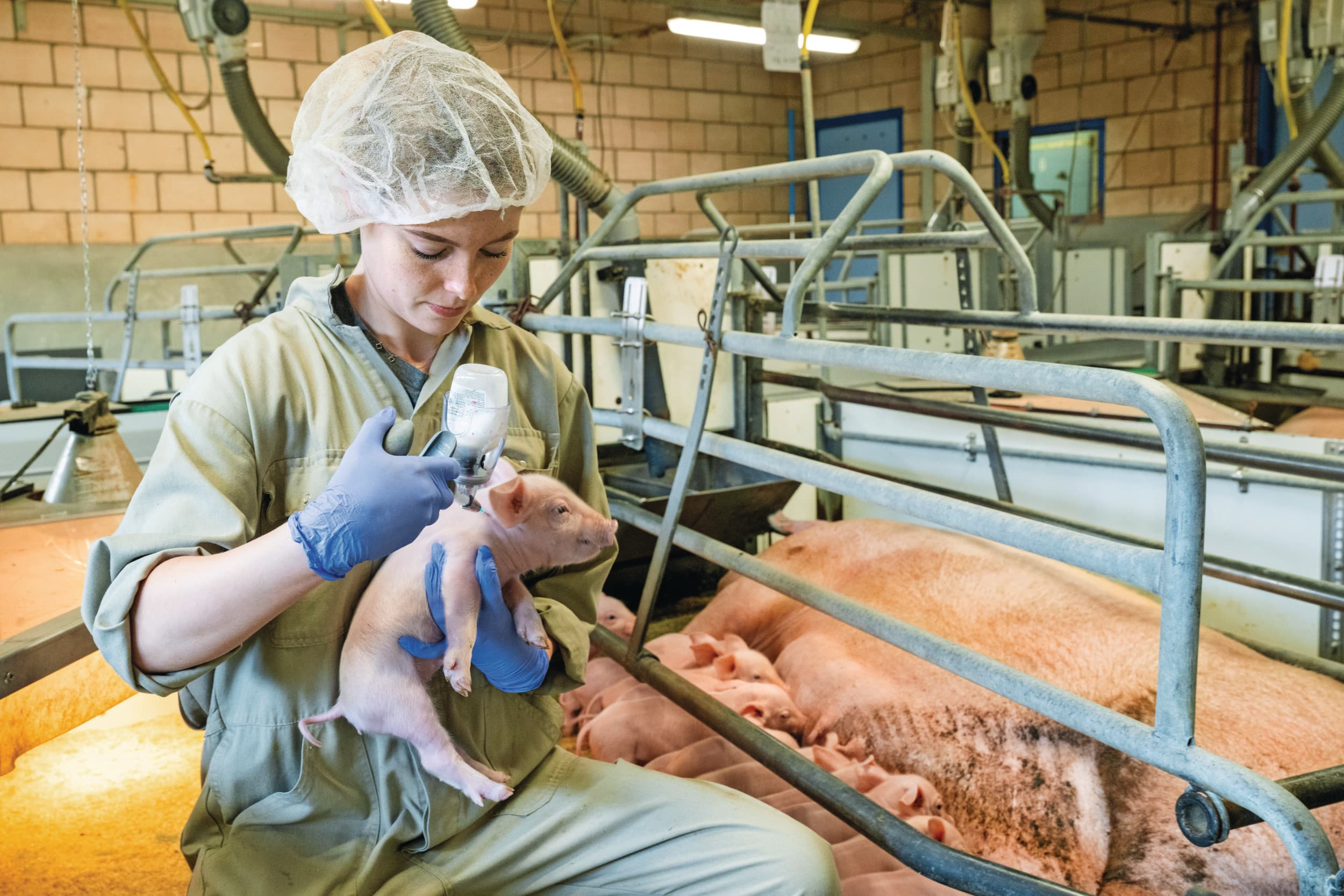 Een big krijgt een antibioticakuur. In de categorie zeugen met zuigende biggen is het gebruik van antibiotica laag. Dat zit gemiddeld iets boven drie dierdagdoseringen per zeug in 2024. Foto: Cor Salverius Fotografie