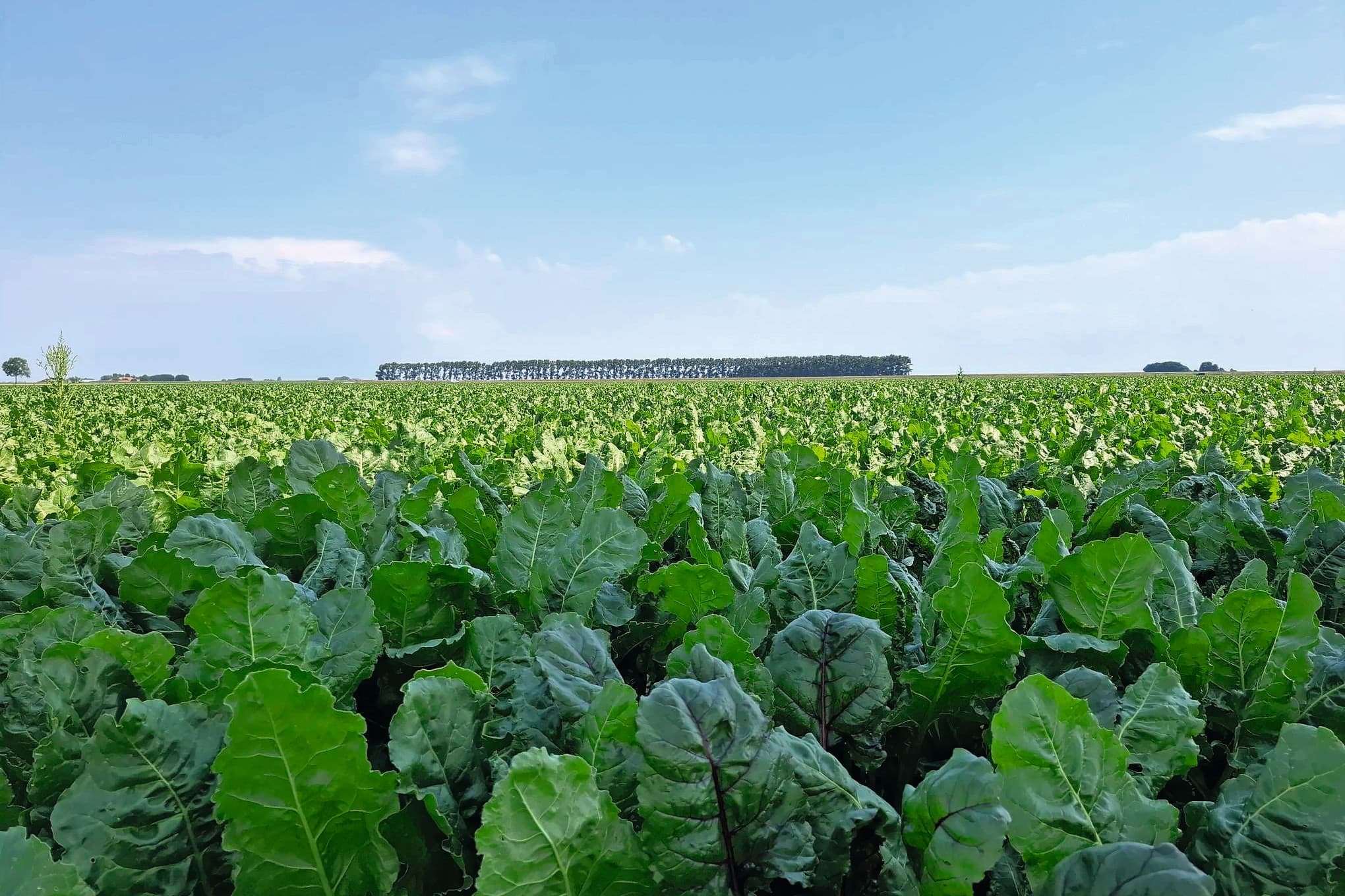 Lage suikerprijs drukt omzet en winst van Südzucker en Nordzucker. Südzucker lijdt verlies, Nordzucker blijft nipt winstgevend. Foto: Tonnis van der Veen