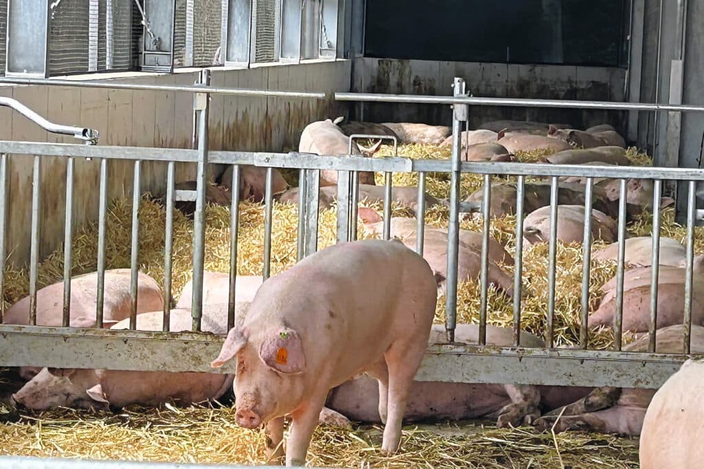 De nieuwe zeugenstal met uitloop van onderzoeksbedrijf Haus Düsse. Dit bedrijf geldt als proeftuin voor varkenshouders in Noordrijn-Westfalen.