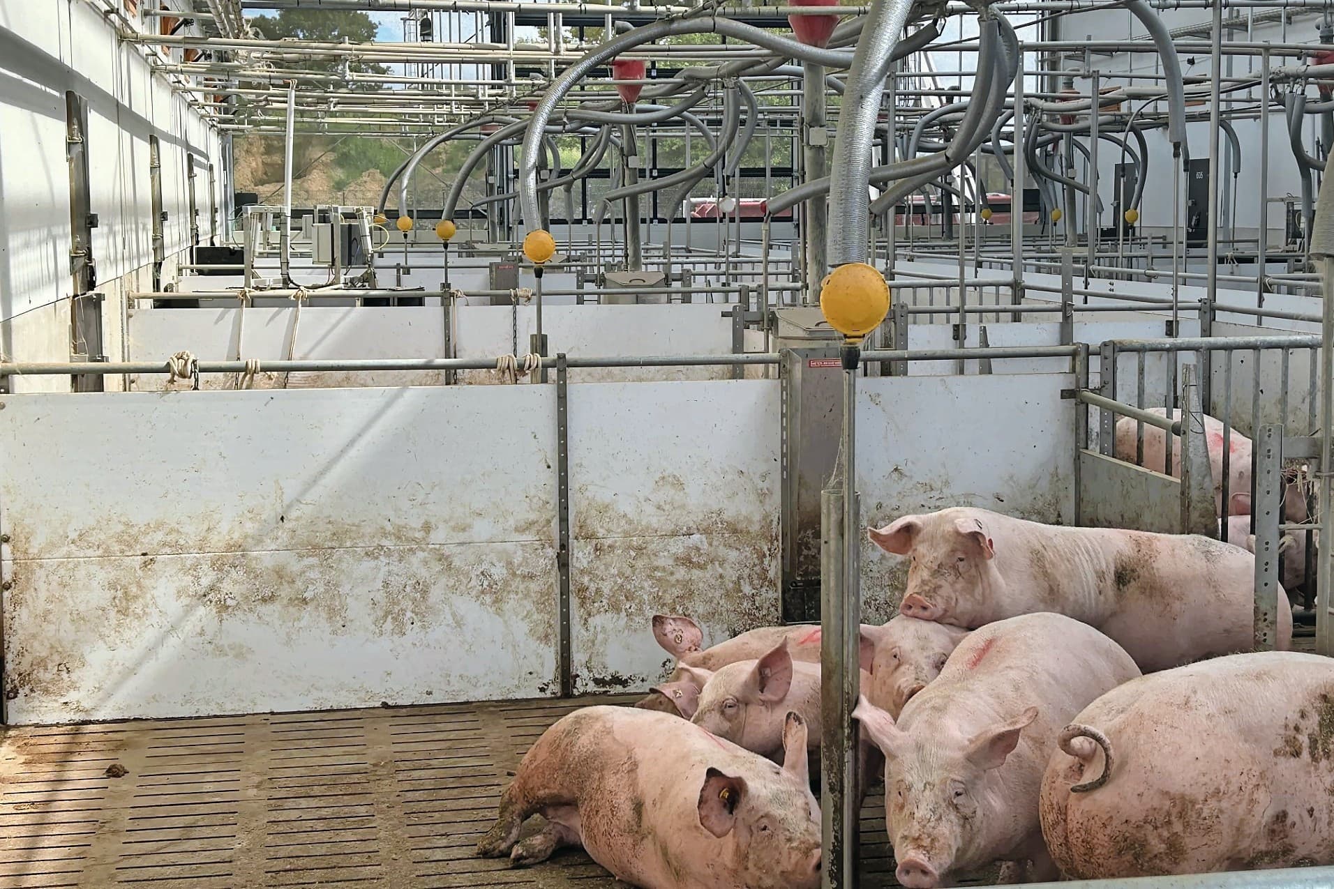 diervriendelijke varkensstallen