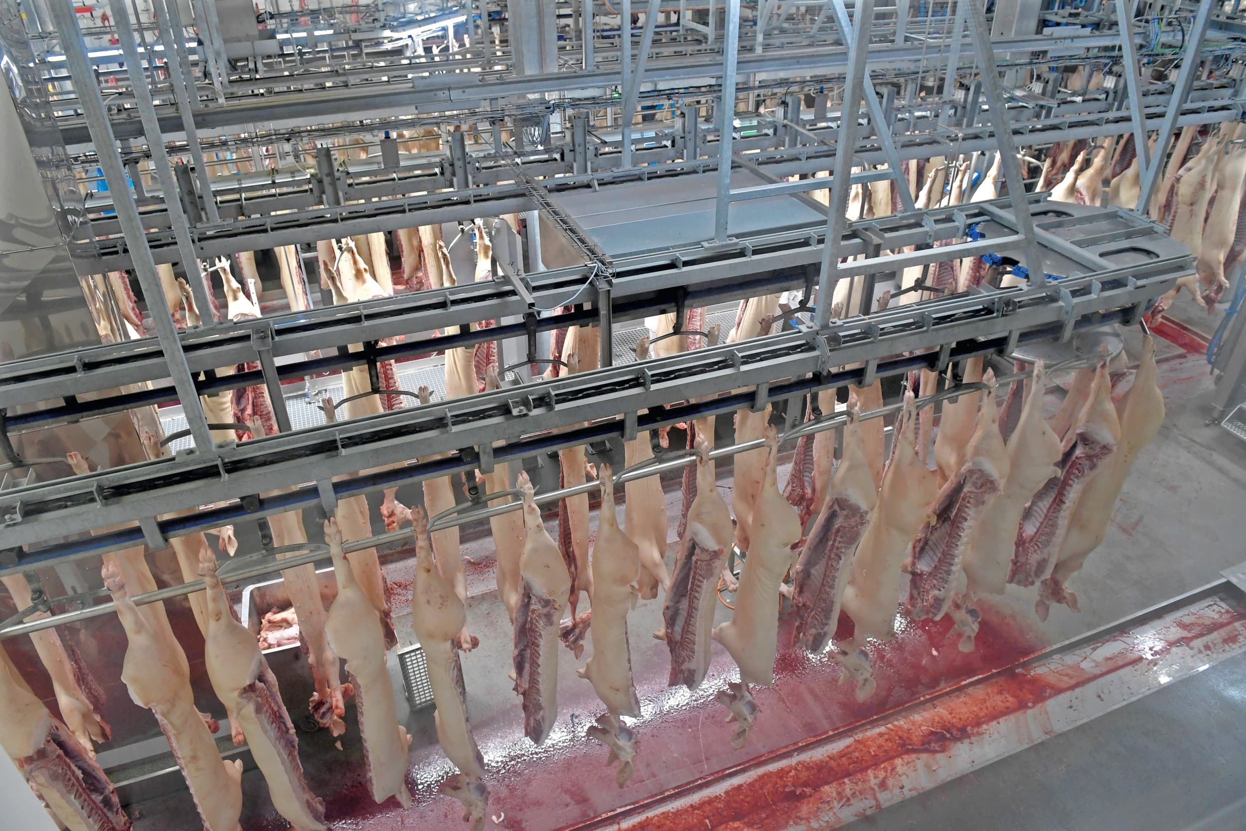Beeld ter illustratie. In de Verenigde Staten zijn dit jaar tot dusver minder varkens geslacht dan afgelopen jaar. Foto: Fotopersbureau Dijkstra