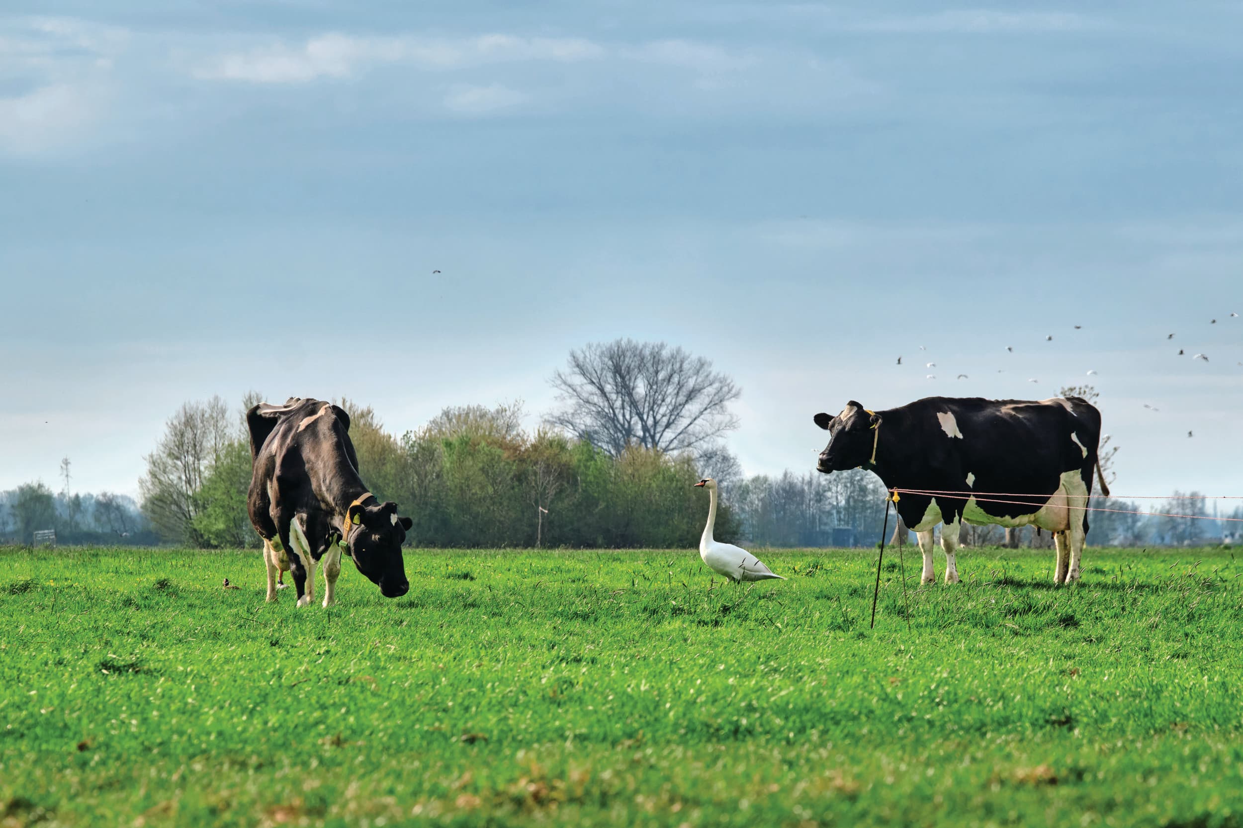 De komende jaren dreigt het areaal grasland terug te lopen. Om die teruggang een halt toe te roepen is een graslandnorm van 0,35 hectare per GVE nodig. Foto: Fred Libochant