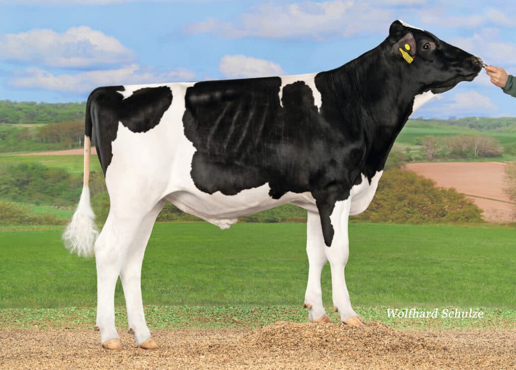 Deze Real Syn-zoon Rise Up valt op in zowel productie als levensduur en gezondheid, met 2.391 kilo melk, 1.072 dagen levensduur en 110 uiergezondheid. Foto: Wolfhard Schulze