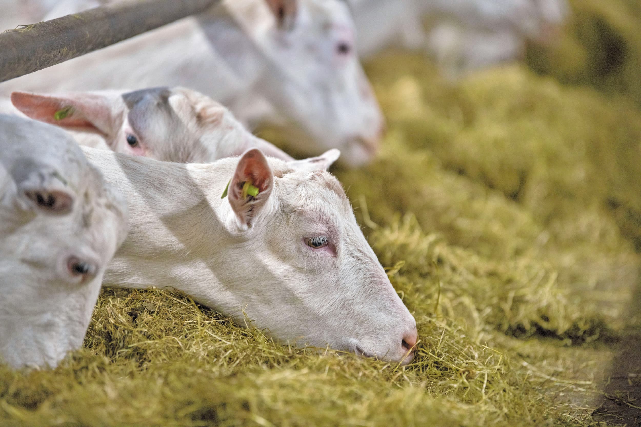 In een zaak rond een grondwal rond het bedrijf van een geitenhouder, heeft de geitenhouder gelijk gekregen van het gerechtshof. Foto: Mark Pasveer