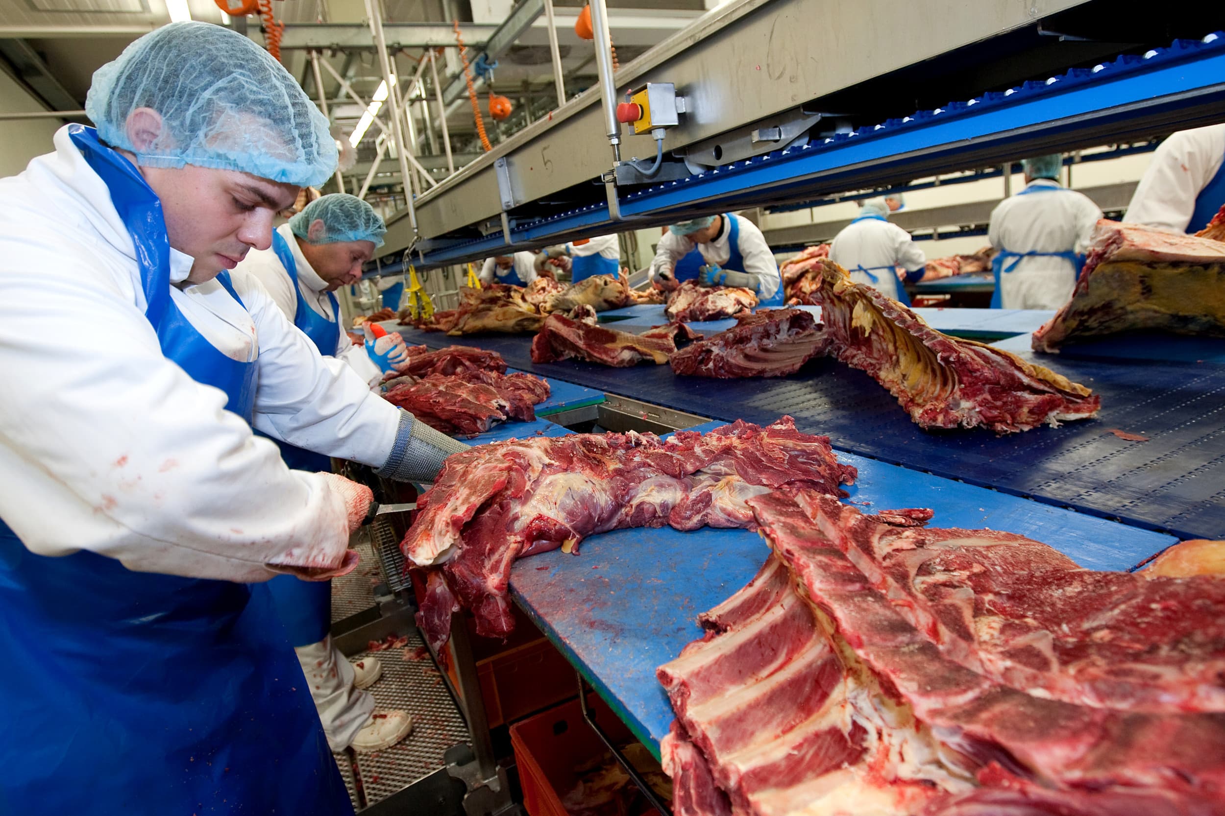 Verwerking van runderen bij een bedrijf van Vion. De Premium Food Group vecht verbod op overname Vion-slachthuizen aan bij Duitse rechter. Foto: Ronald Hissink