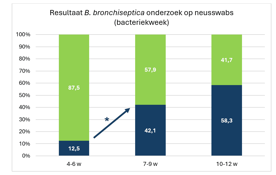 Afbeelding 1. Uitkomst van het bacteriologisch onderzoek naar B. bronchiseptica op neusswabs. *Significant verschil in percentage positieve neusswabs (Project uitgevoerd door Royal GD in samenwerking met HIPRA, 2023).