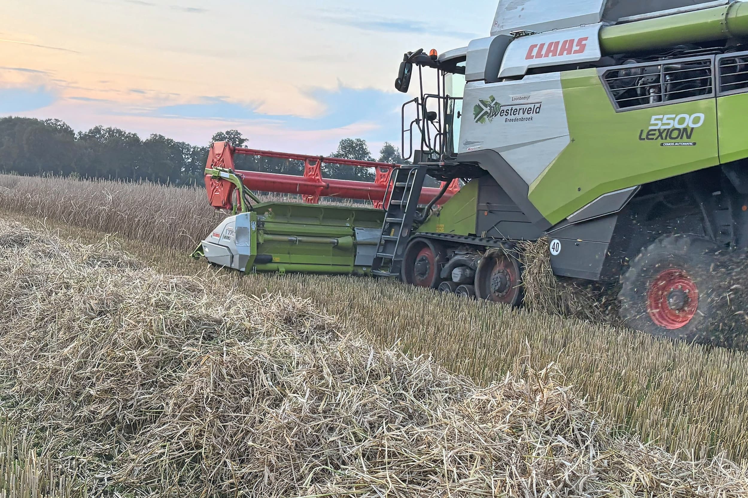 Oogst van hybride rogge op het proefveld van Groeikracht op zandgrond. De opbrengst lag op 8,8 ton per hectare. Hybride rogge levert meer stro dan tarwe of gerst en is droogteresistent met lage stikstofbehoefte. Foto: Groeikracht