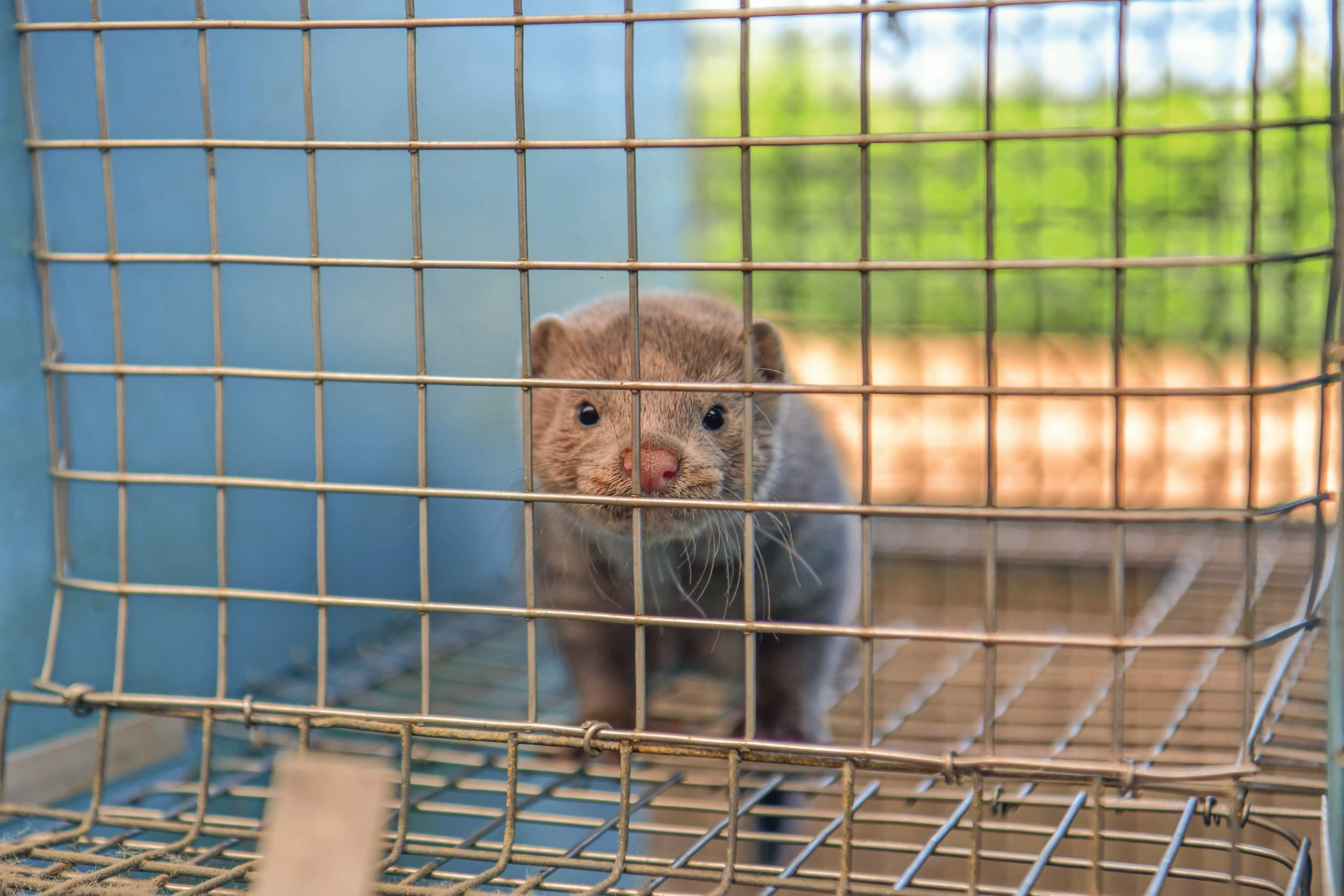Tijdens de coronapandemie werd het virus bij nertsen aangetroffen en besloot de overheid dat de sector vroegtijdig moest stoppen. Foto: Bert Jansen