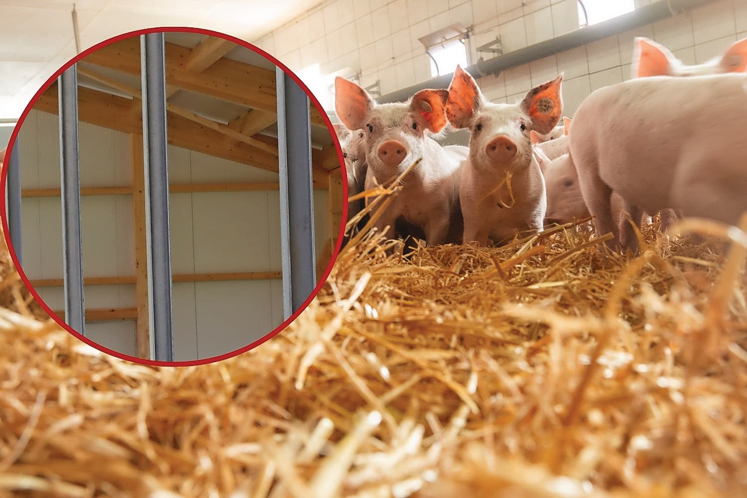 kraamstal varkens hout
