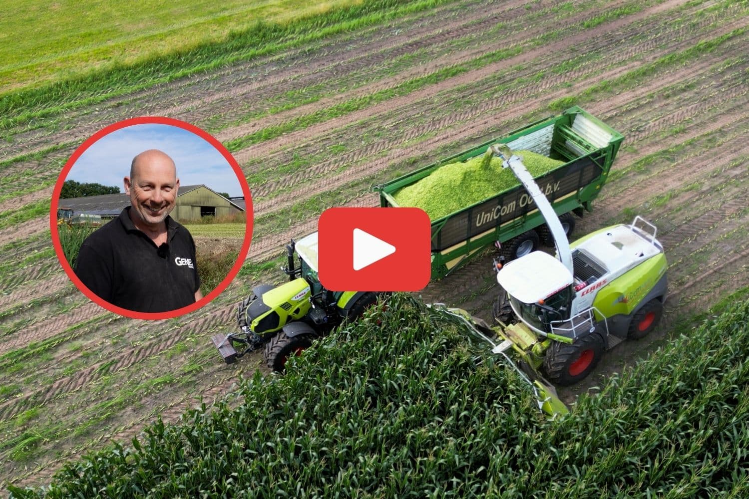 Video | Droogte versnelt afrijping mais: ‘Normaal hakselen we nu nog niet’